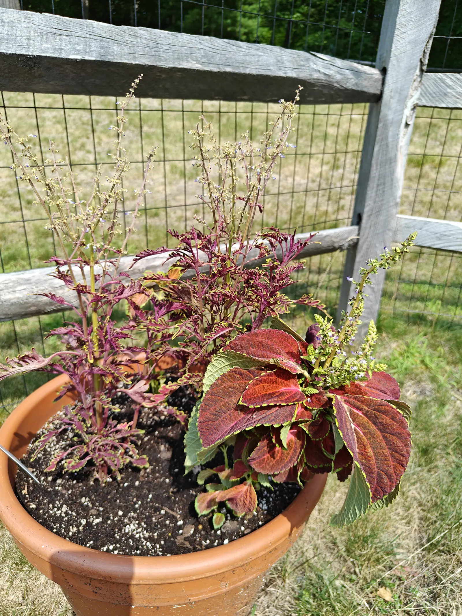 A terracotta pot holding two coleus, one finely cut in maroon and green and running up to flower spikes, the other broad-leaved in red and lime, against a split-rail fence and dry field.