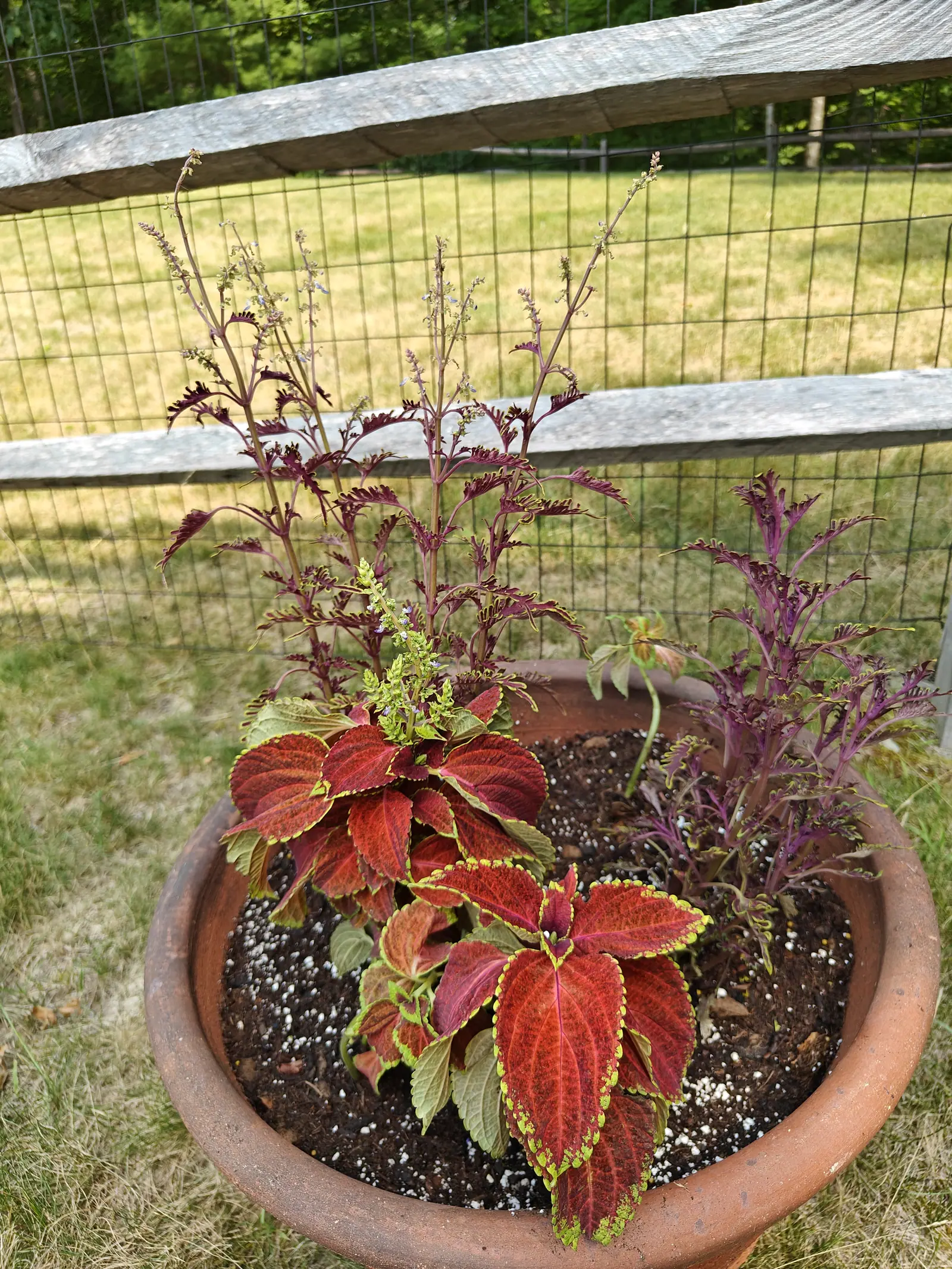 A terracotta pot of coleus seen from above, red leaves edged in yellow-green beside a purple filigree-leaved plant, tall flower spikes rising behind, with a split-rail fence and wire mesh beyond.