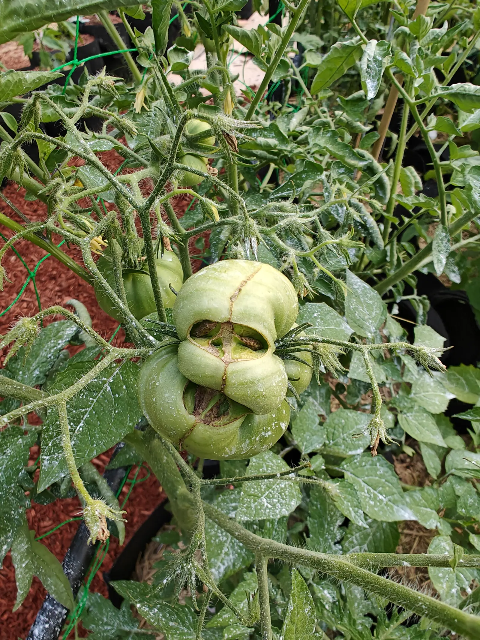 A green tomato deeply scarred and puckered across its base, brown corky splits running between the swollen lobes, hanging among fuzzy dusted foliage with red-orange mulch behind.