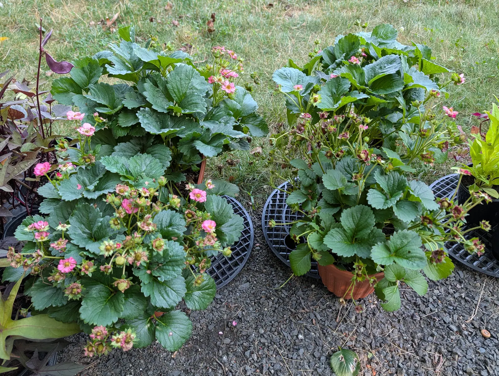 Two clumps of strawberries, one in a black pot and one in a terracotta pot, set on plastic saucers on grass, the left one carrying dozens of pink flowers, the right showing pale unripe fruit and trailing runners.