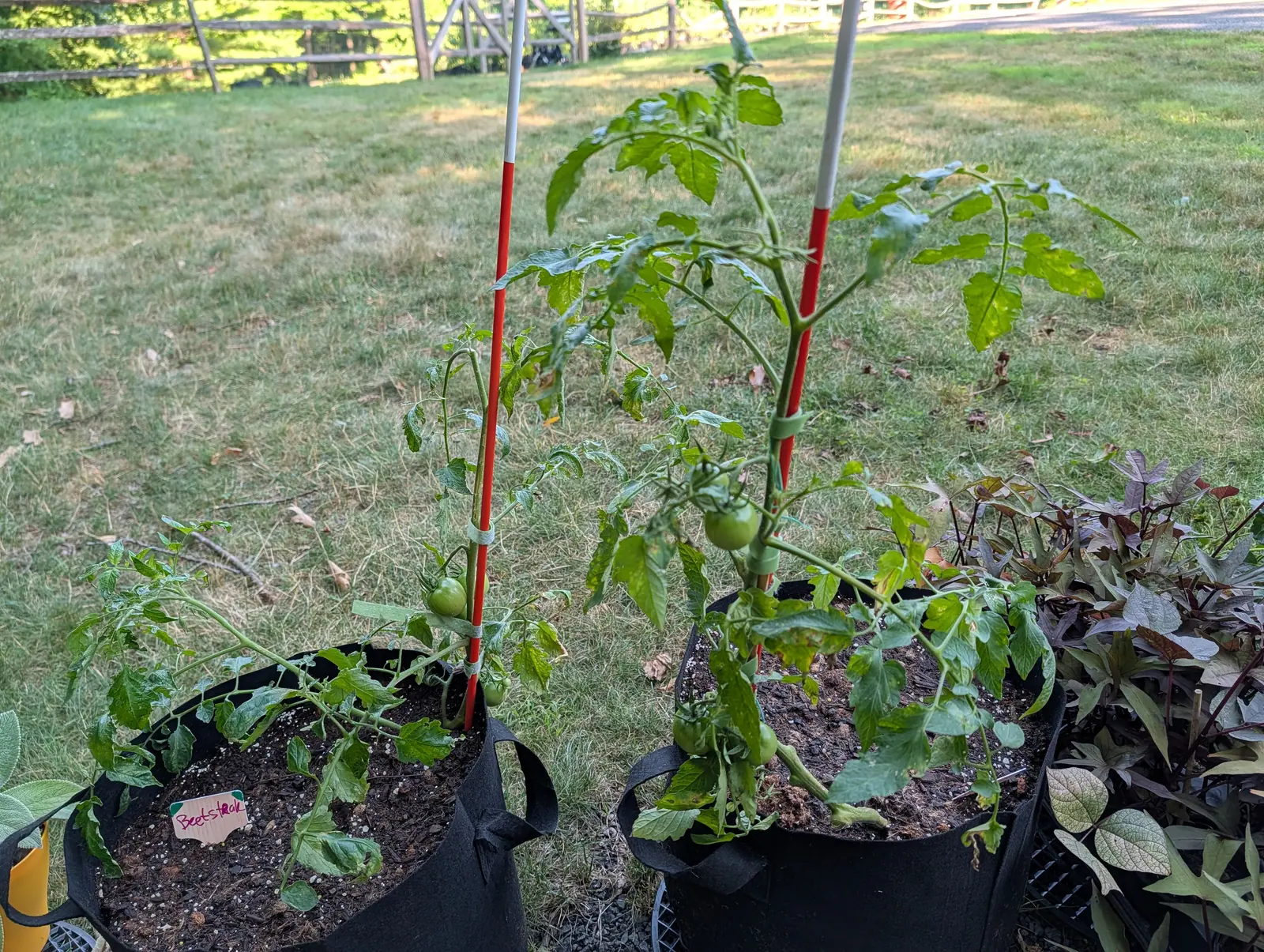 Two black fabric grow bags on mown grass holding leggy tomato plants tied to red-and-white striped metal stakes, a handwritten label in the near bag and dark sweet potato vine at the right.