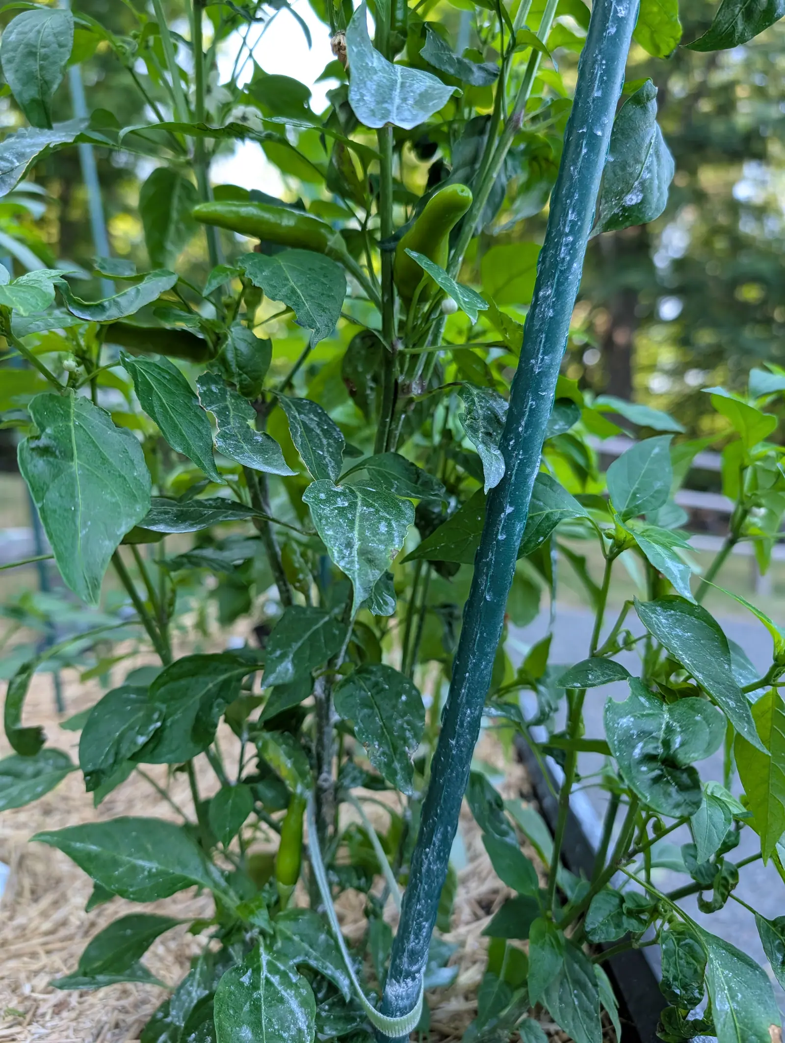 Slender green chillies pointing upward from a pepper plant beside a green metal stake, its leaves whitened with kaolin, straw mulch below and trees blurred beyond.