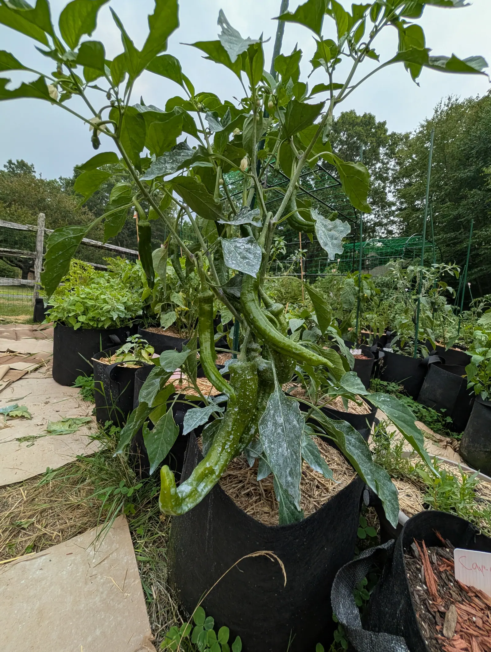 A tall pepper plant in a black fabric grow bag hung with long curved green chillies, straw mulch at its base, and rows of neighbouring grow bags along a split-rail fence behind.