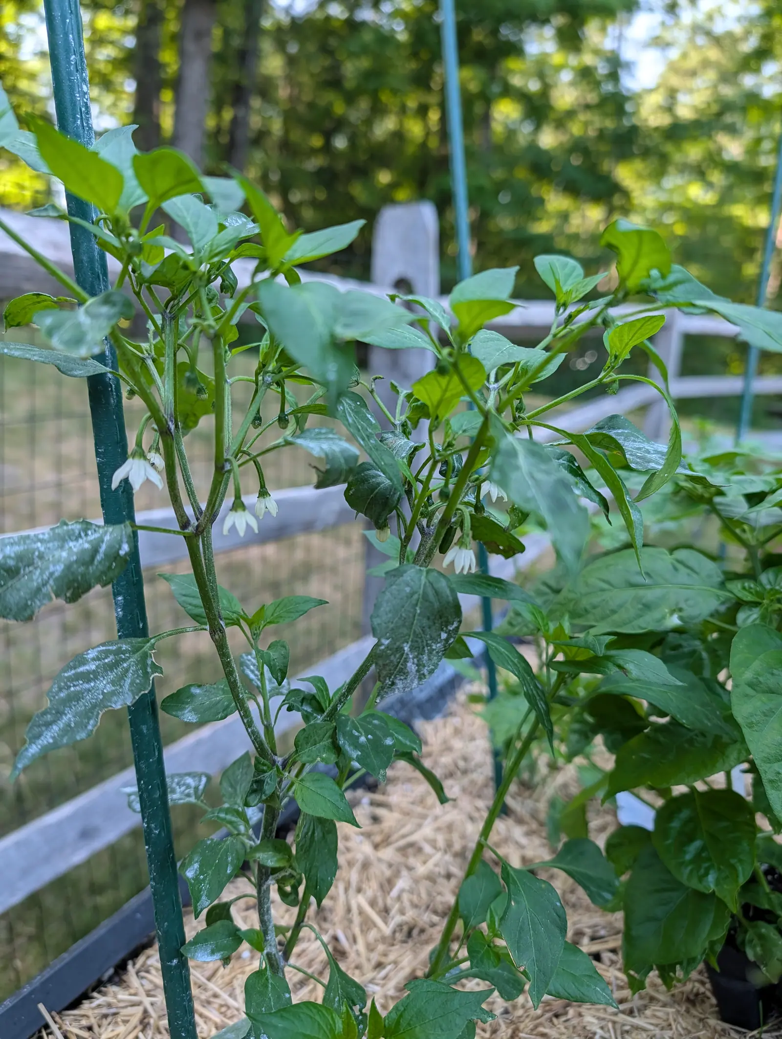 A pepper plant carrying small white flowers and one young green fruit, leaning against a green metal stake, with straw mulch below and a split-rail fence and wire mesh behind.
