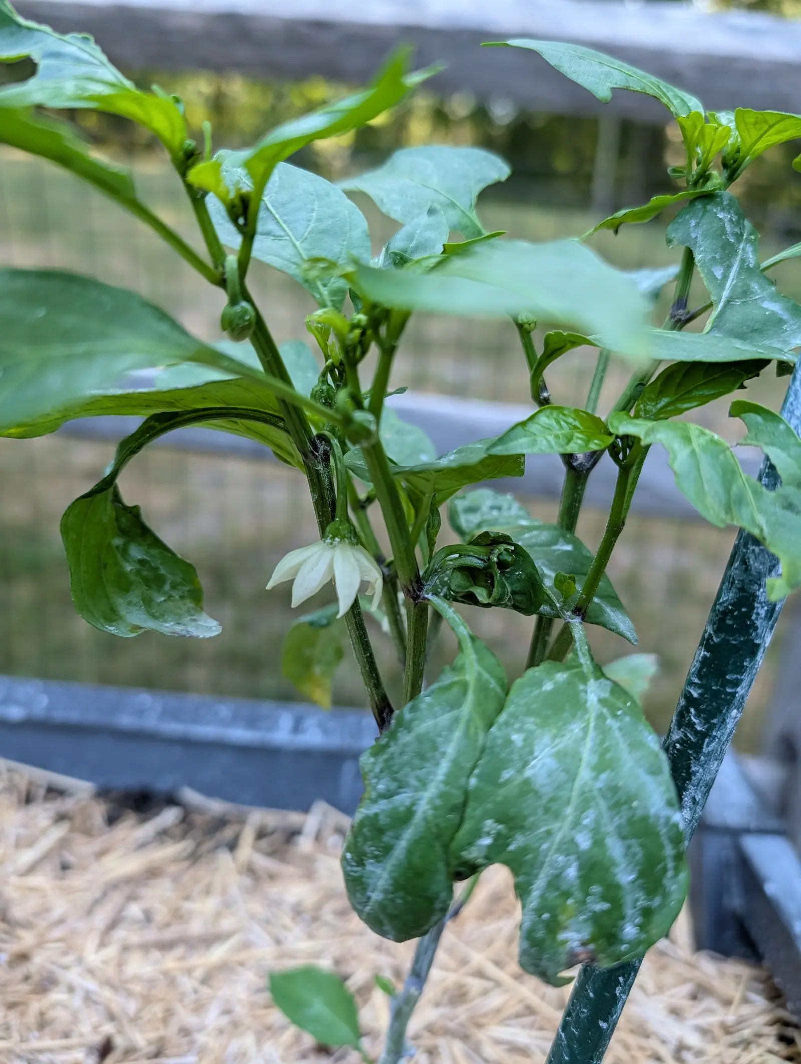A single white pepper flower open on a dusted stem, tiny green buds clustered above it, a green metal stake alongside and straw mulch and a grey bed edge behind.