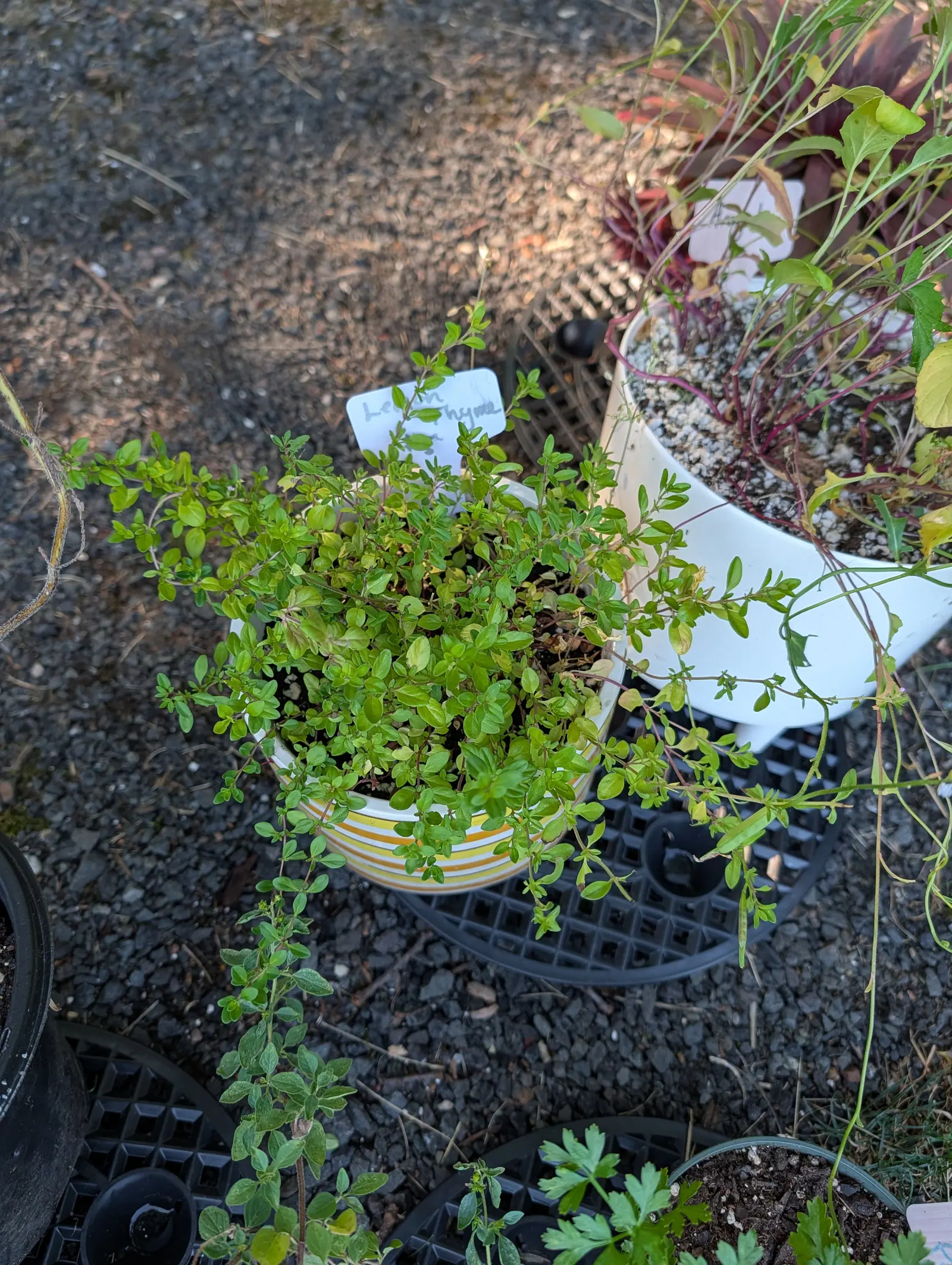 A low mound of small-leaved thyme trailing over a white and gold striped pot, a handwritten label tucked in behind it, standing on a black plastic tray on gravel.