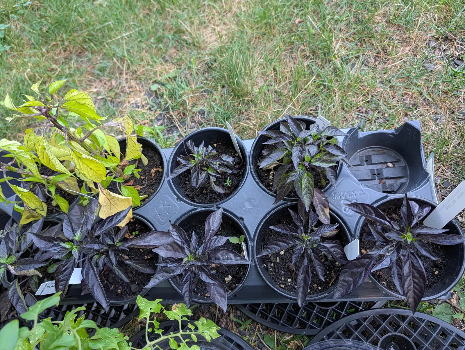 A tray of pepper seedlings in black plastic pots on grass, their leaves almost black-purple, one plant at the left flushed yellow and green, with white labels pushed in beside them.