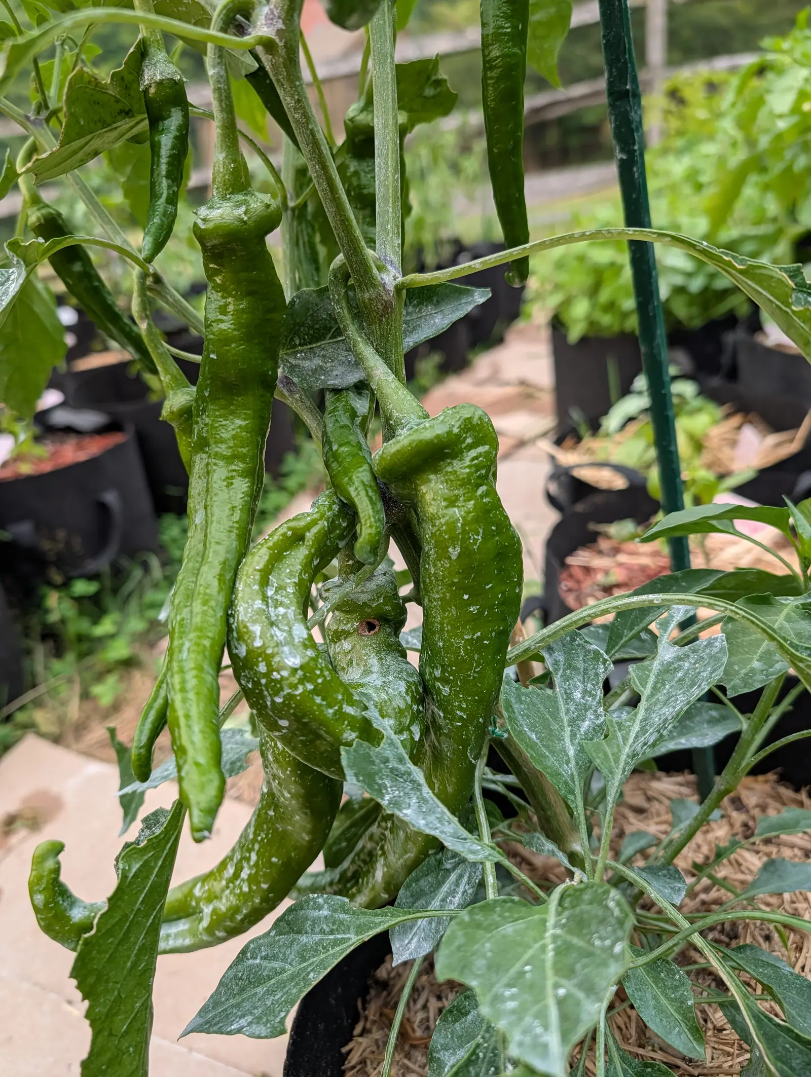 Long curved green chillies hanging in a cluster from a kaolin-dusted pepper plant, a green metal stake behind, with straw mulch, black grow bags and a flagstone path beyond.