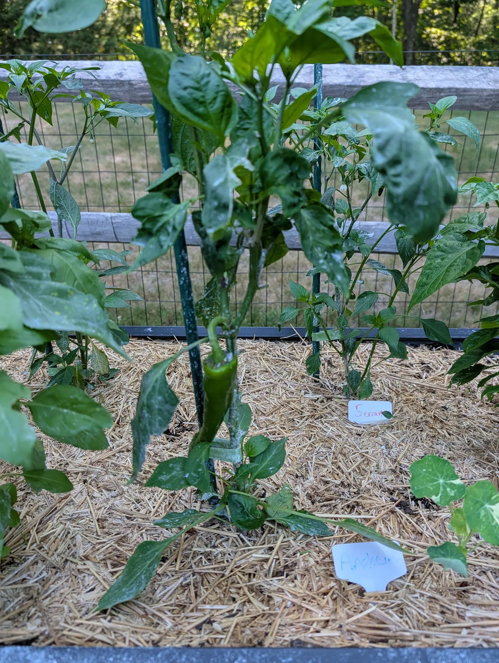 A pepper plant tied to a green metal stake in a bed of straw mulch, one long green fruit hanging at its centre, with wire mesh, a split-rail fence and two handwritten labels nearby.