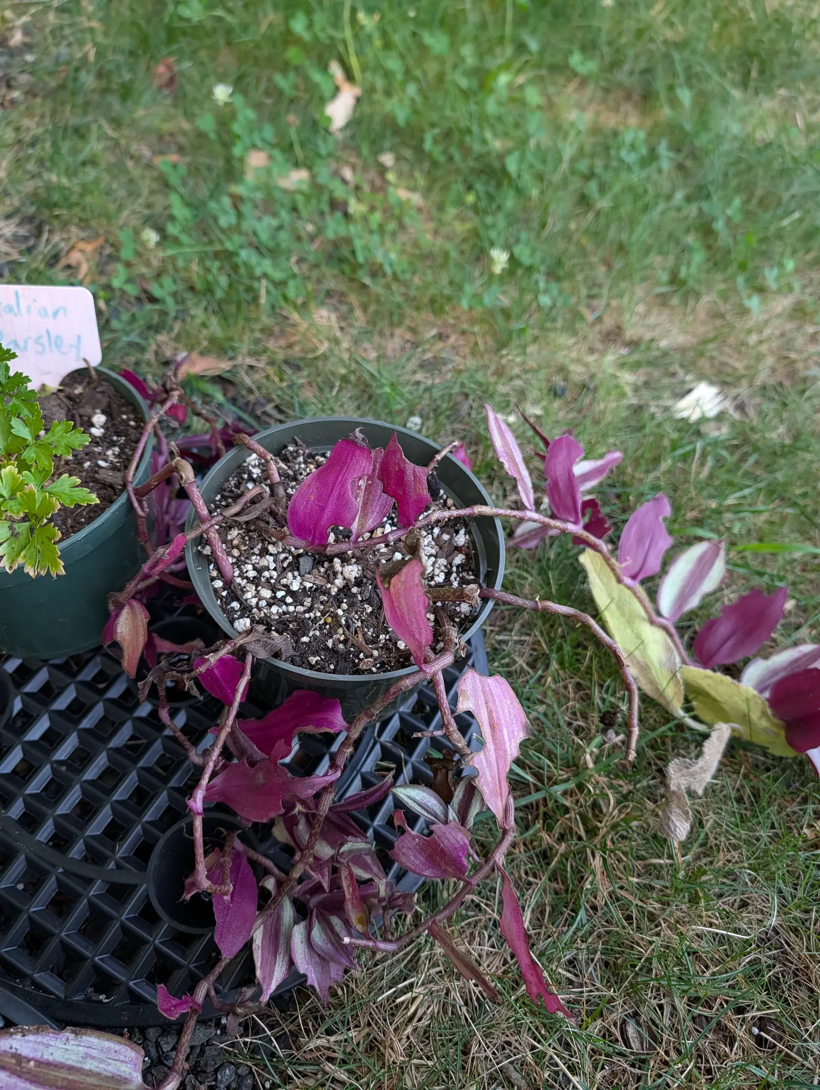 A trailing tradescantia in a green nursery pot, its leaves striped purple and silver, set on a black tray on grass beside a pot of parsley.