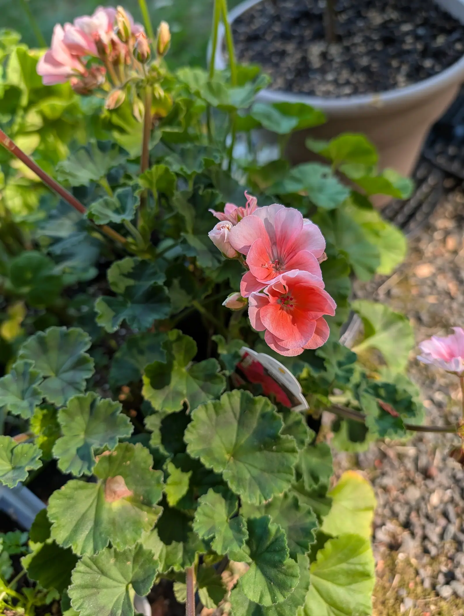 Salmon-pink geranium flowers and tight buds above round scalloped leaves marked with a darker zone, in a pot on gravel with a large pale planter behind.