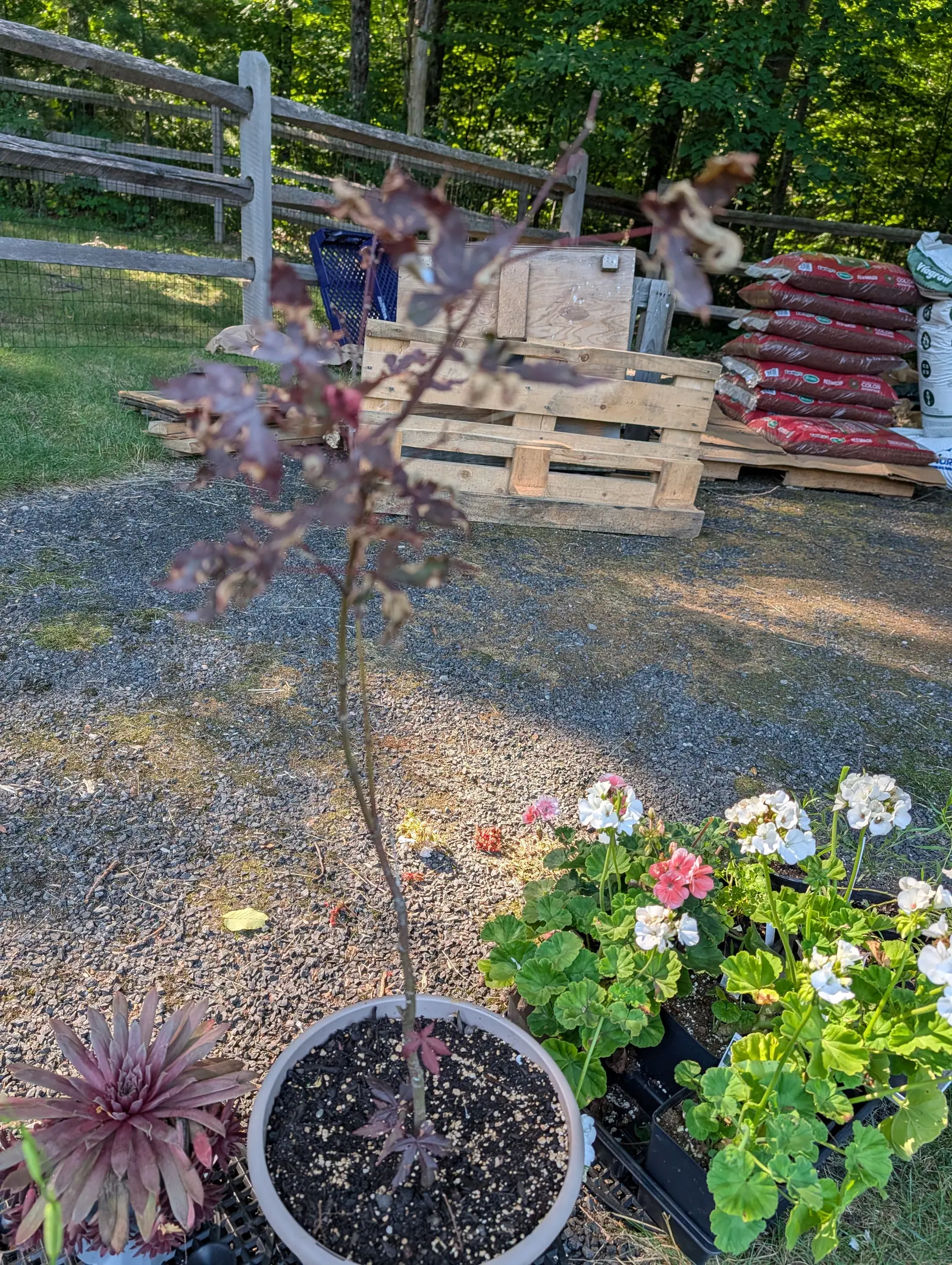 A young Japanese maple with deep burgundy leaves in a pale round pot on gravel, a split-rail fence, a timber pallet and stacked bags of red mulch behind, geraniums crowded at the right.