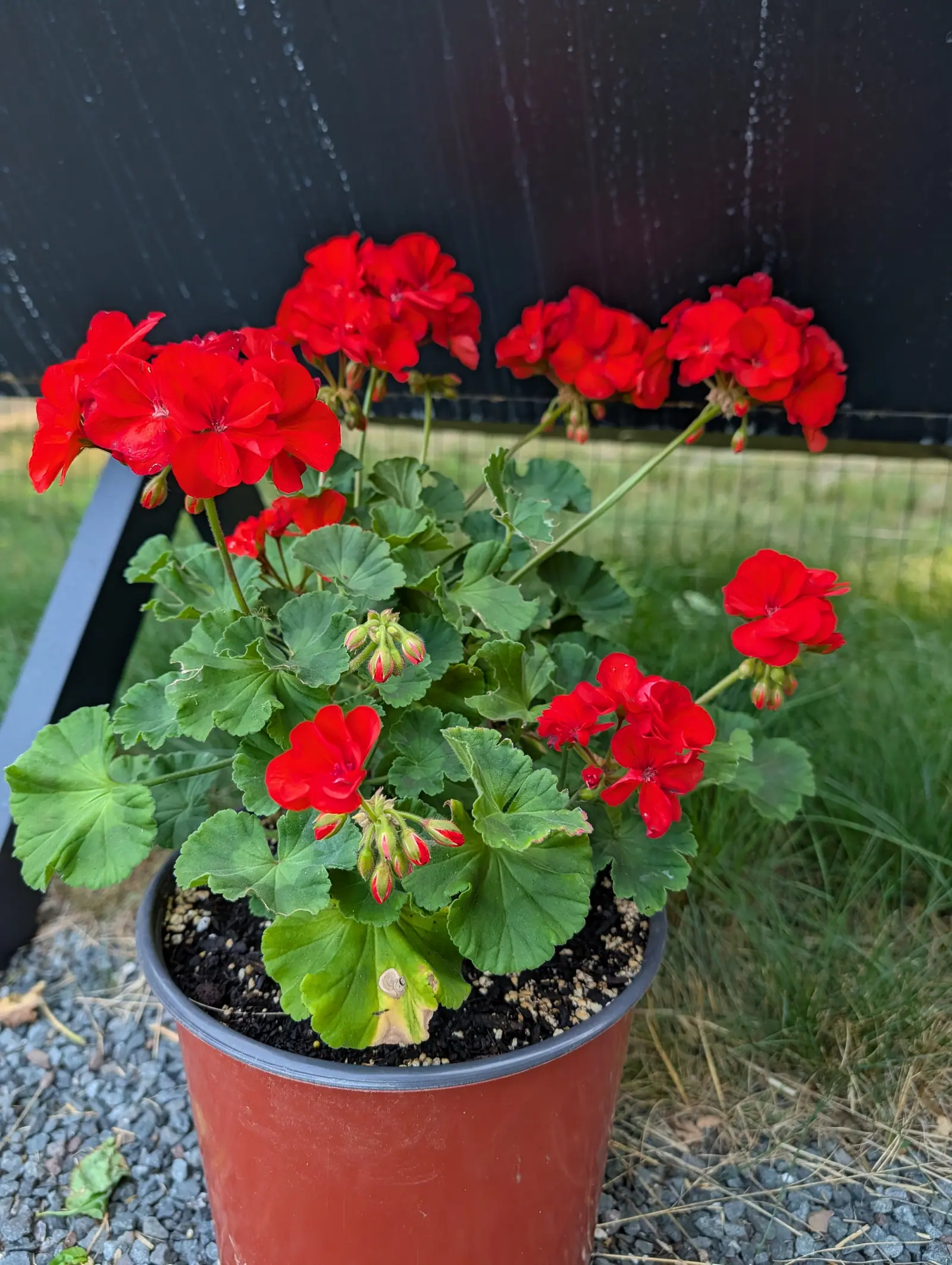 A pot of bright red zonal geraniums with round scalloped leaves, standing on gravel against a black-stained timber wall with wire fencing and tall grass behind.