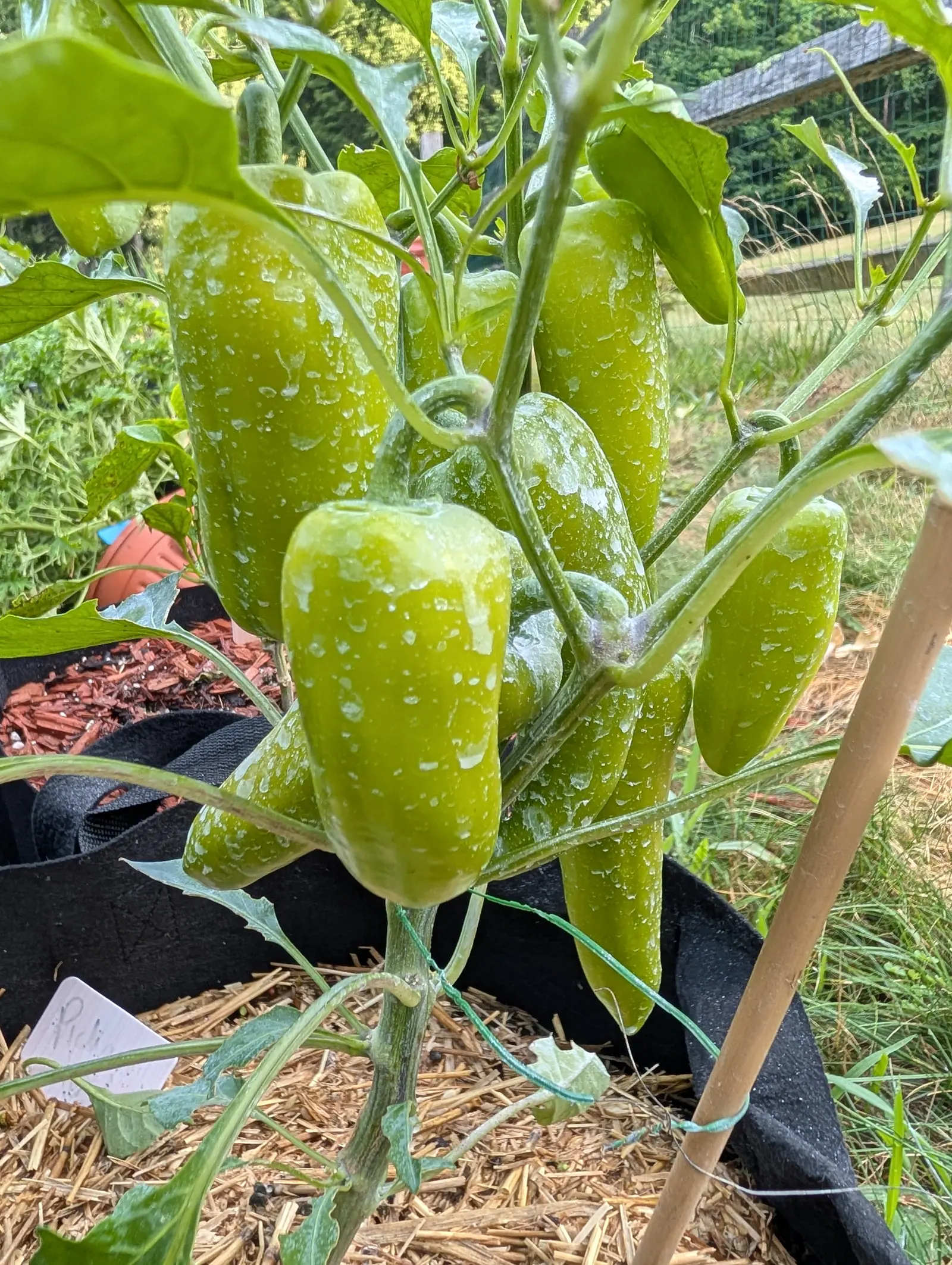 A cluster of pale green blocky peppers on a plant in a black fabric grow bag, straw mulch below, a bamboo cane alongside and a handwritten label at the edge of the bag.