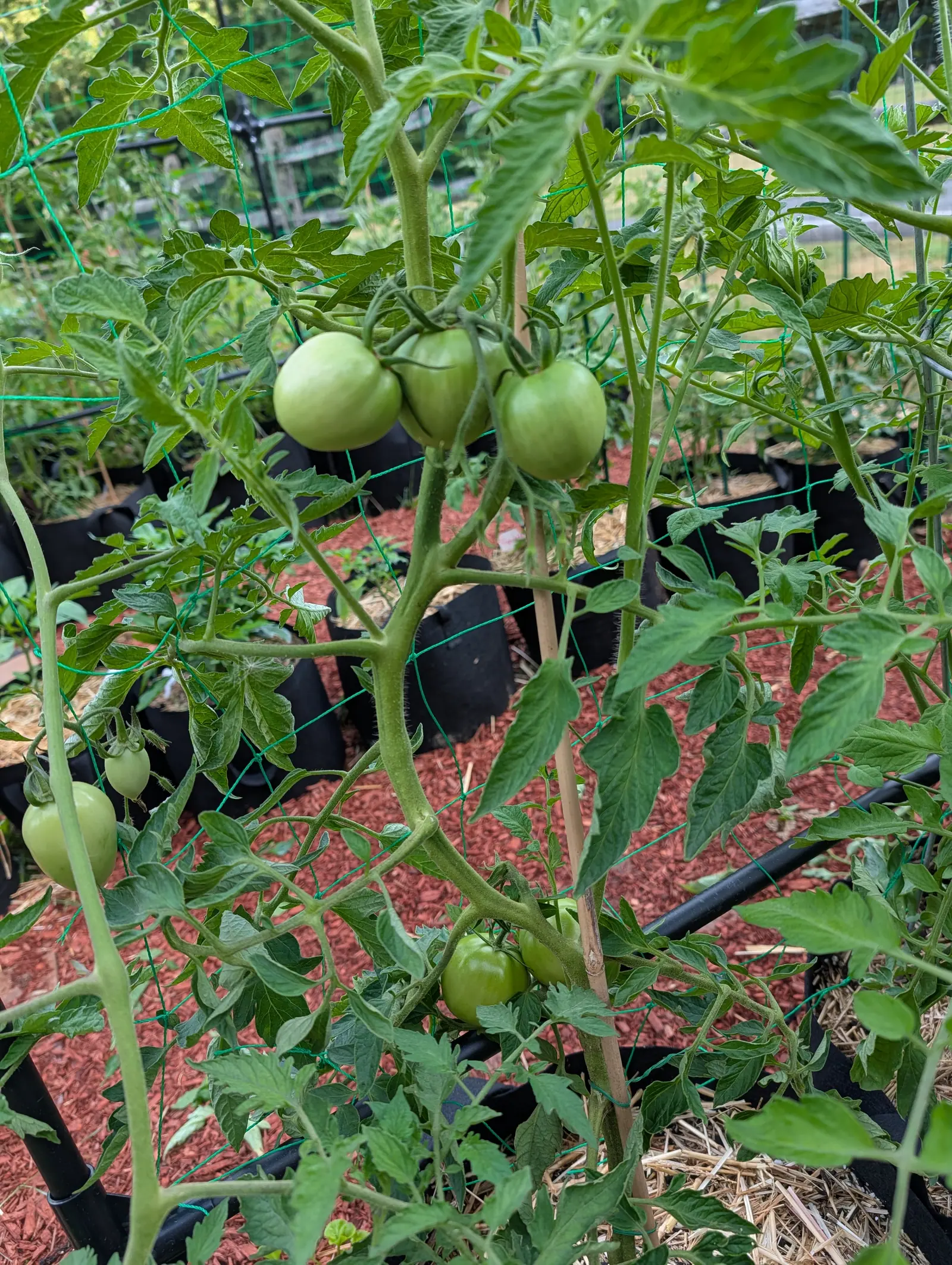 Green tomatoes hanging on a truss among tall foliage tied to bamboo canes with green twine, red-orange mulch and black grow bags spread out behind.