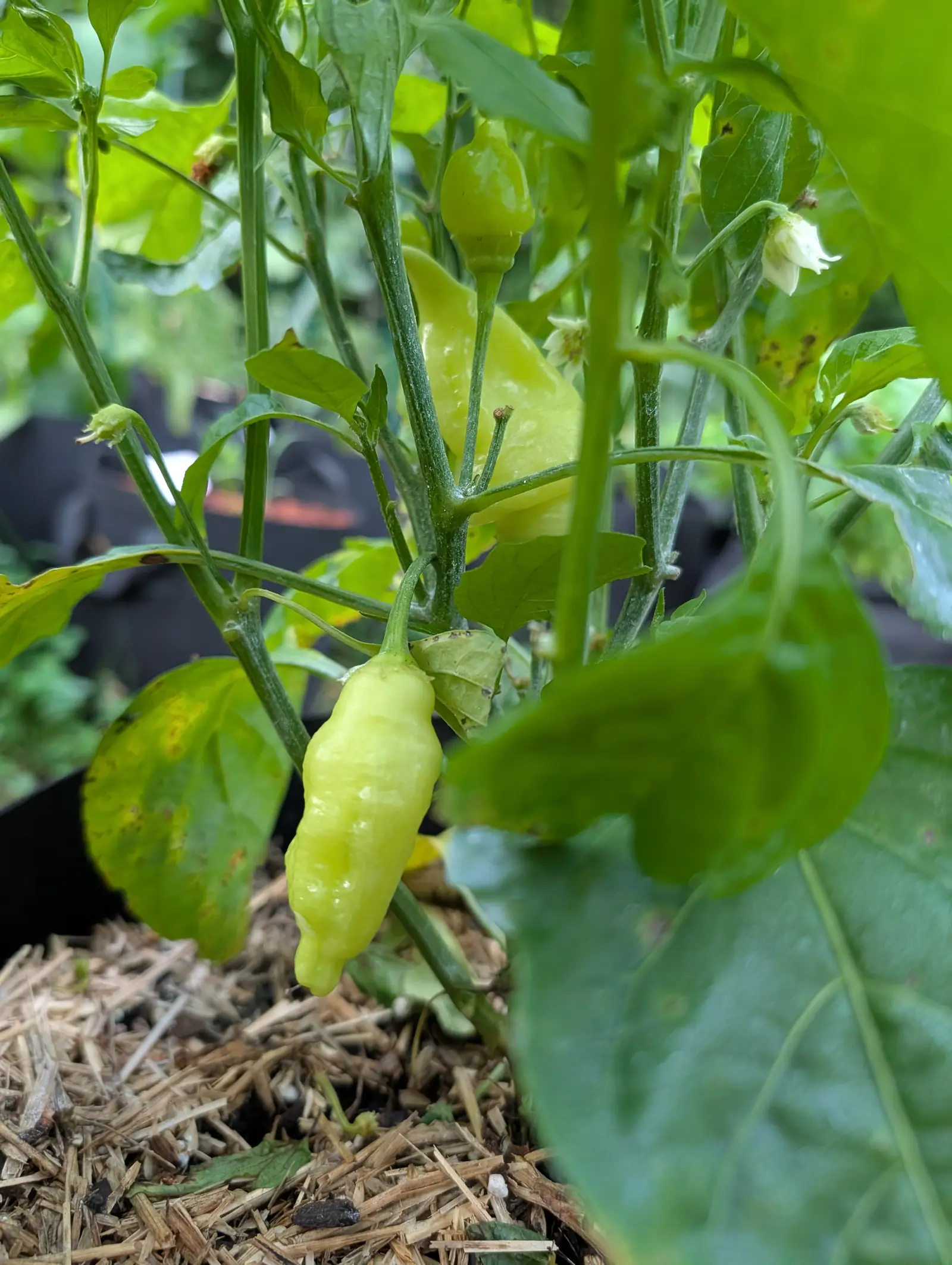 A pale cream-yellow pepper with wrinkled skin hanging under a leaf, a second fruit ripening above it, with straw mulch and black grow bags behind.