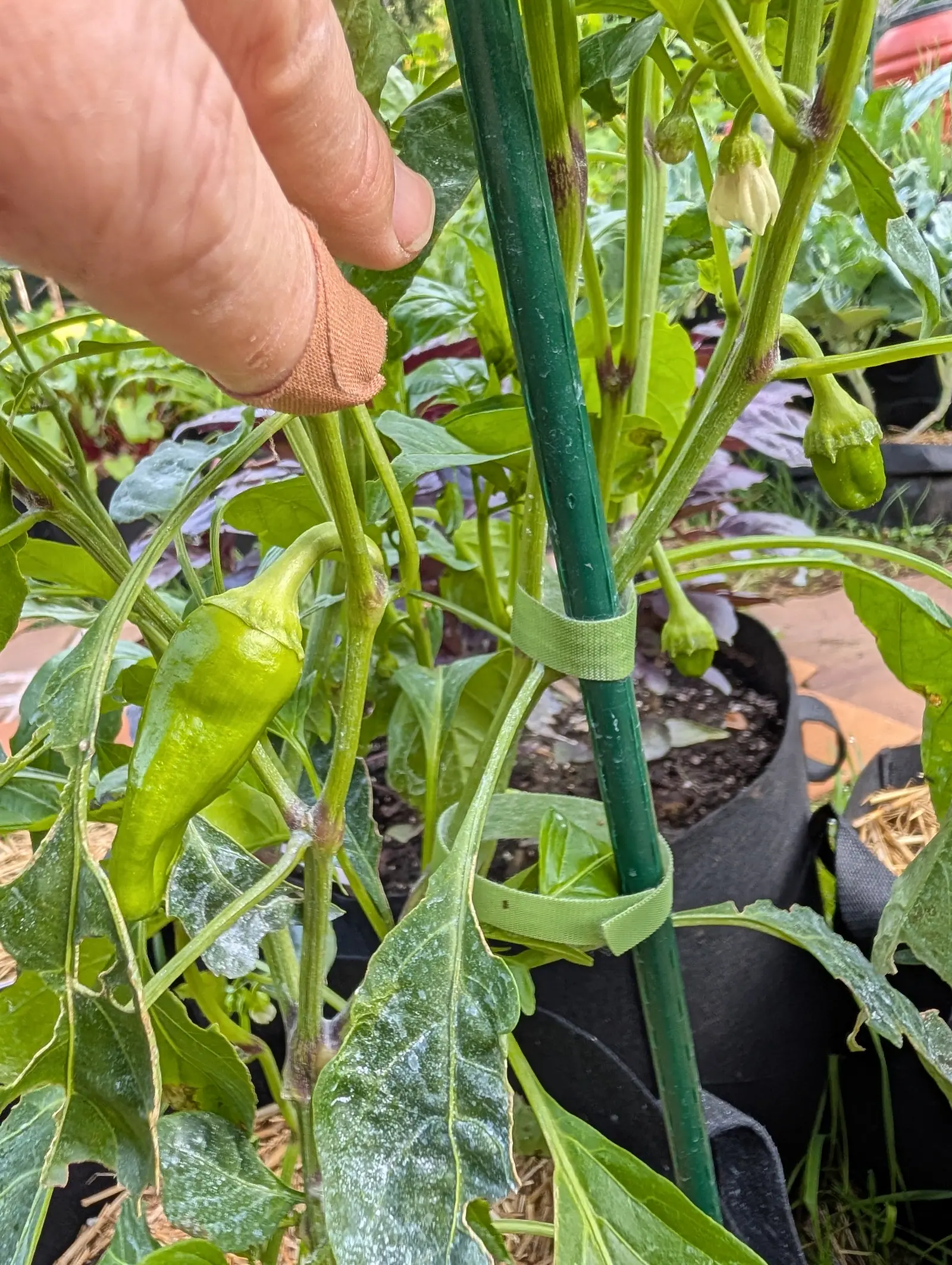 A hand holding a stem aside to show a small green pepper, a green metal stake bound with a fabric tie beside it, black fabric grow bags and straw mulch beyond.