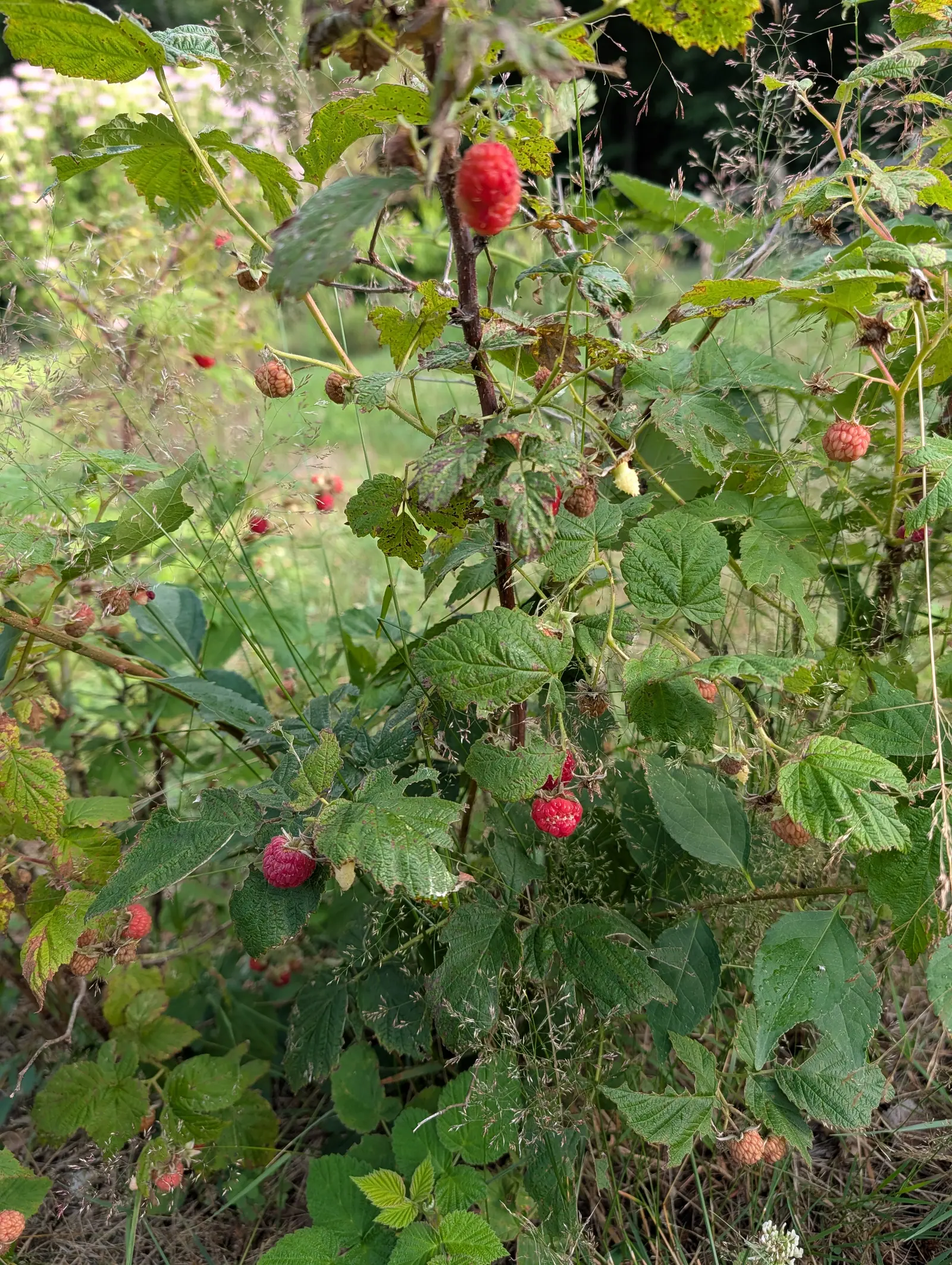 A raspberry cane hung with ripe red fruit and several shrivelled berries, arching over rough grass, its serrated leaves silvered on the underside.