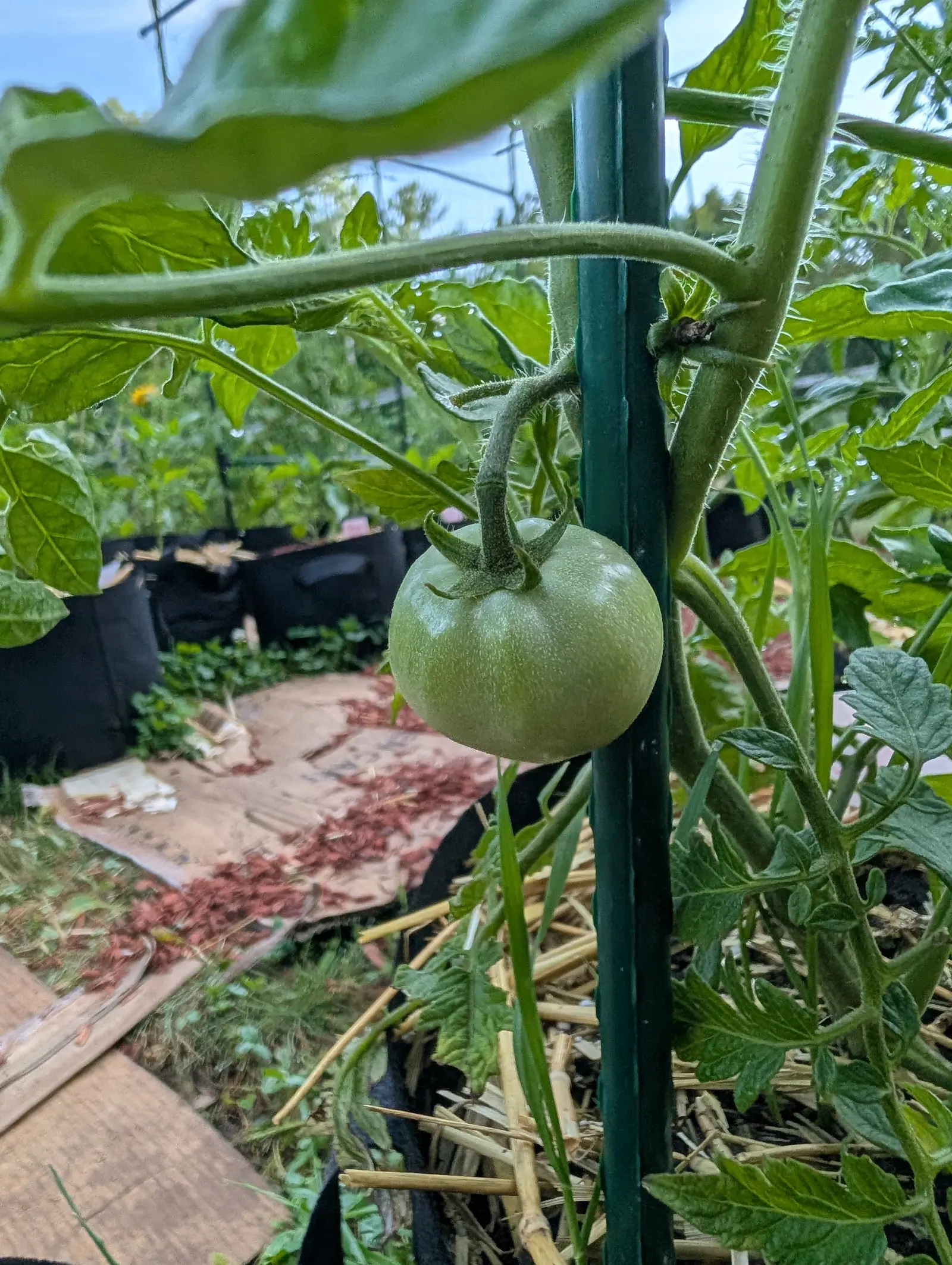 A round green tomato hanging beside a green metal stake, straw mulch below, with flattened cardboard and red-orange bark spread between black grow bags behind.