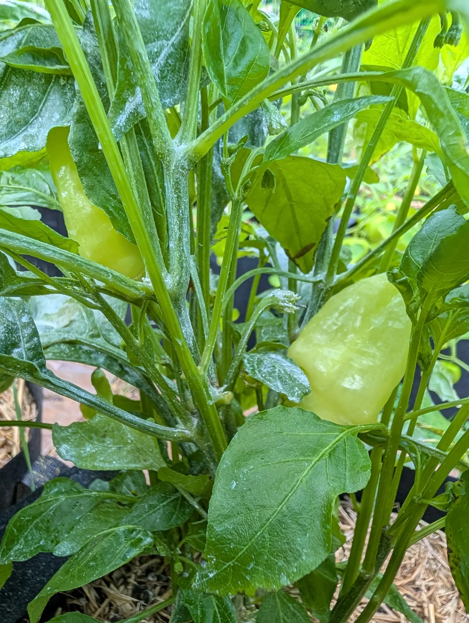 Two pale yellow-green peppers on a plant thickly dusted with white kaolin, its stems and leaves powdery, straw mulch at the base of a black pot.