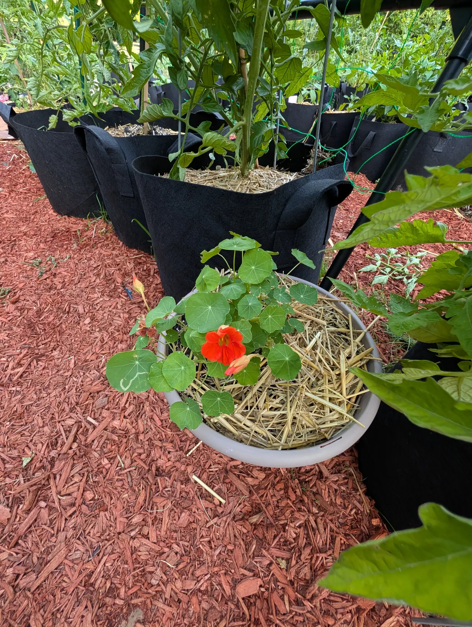 Nasturtiums in a low white bowl of straw mulch, round leaves and a single orange flower, set on red-orange bark beside a row of black fabric grow bags.