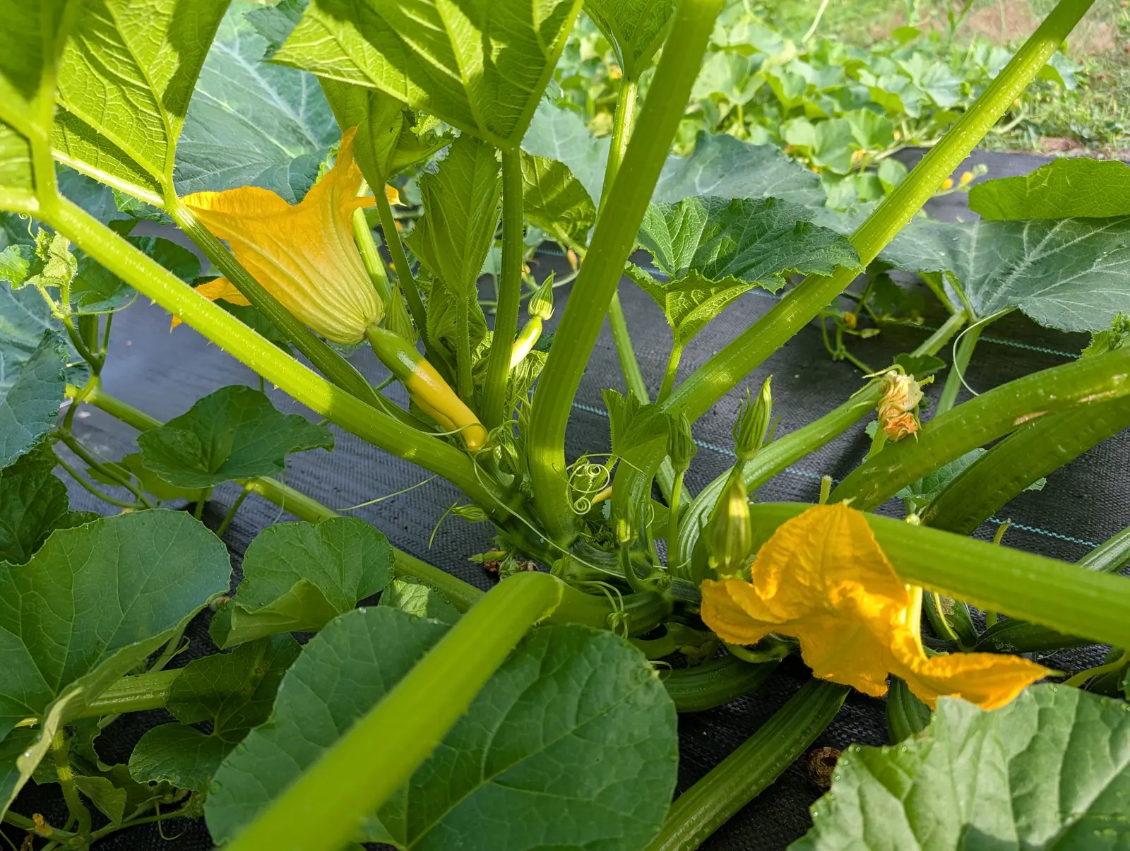 A squash plant seen from below, thick pale green stems radiating out under broad lobed leaves, two orange-yellow flowers open, growing through black woven ground fabric.