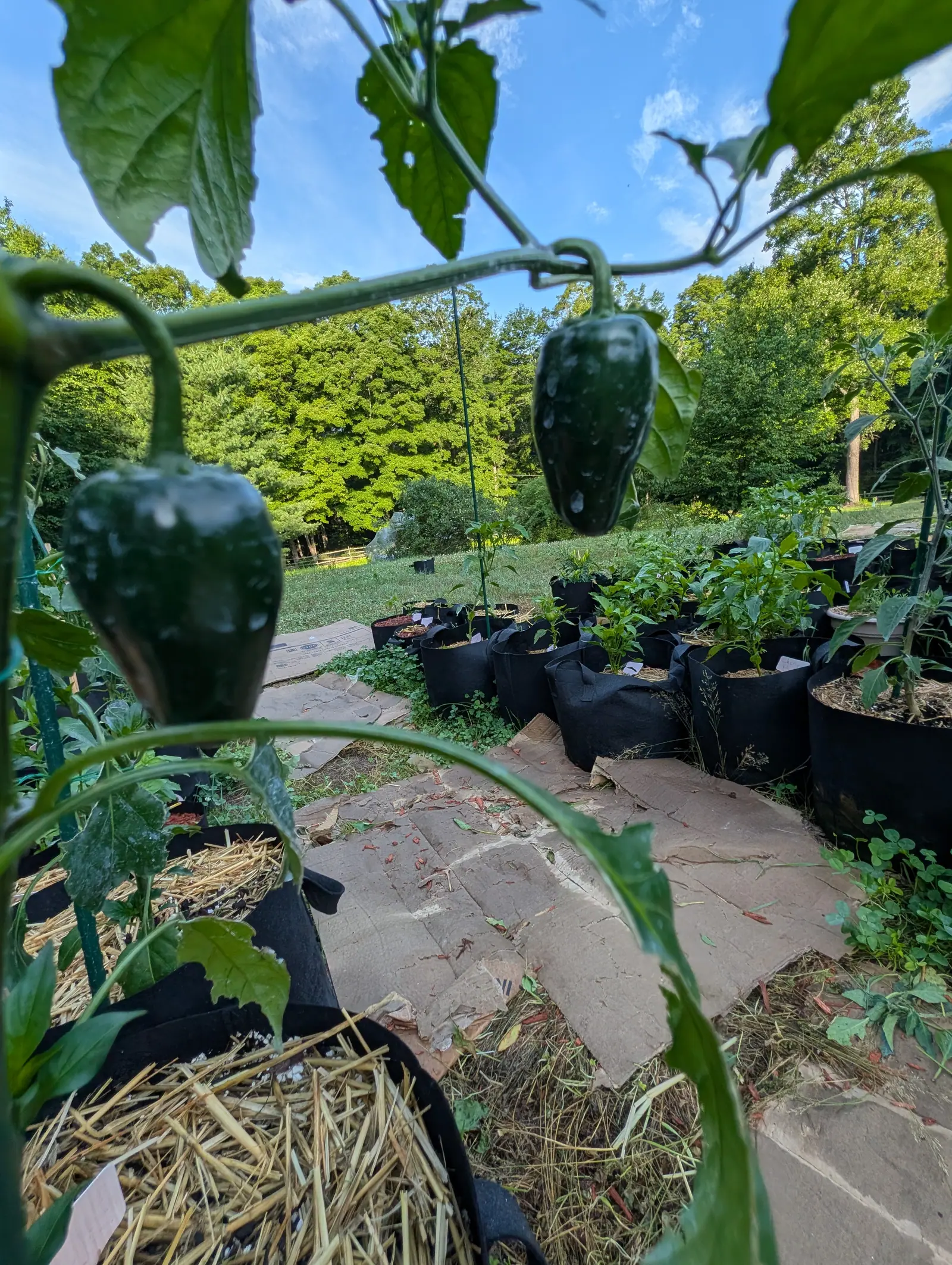 Two dark glossy green peppers hanging in the foreground above a flagstone path, with rows of black fabric grow bags and straw mulch, woodland and blue sky beyond.