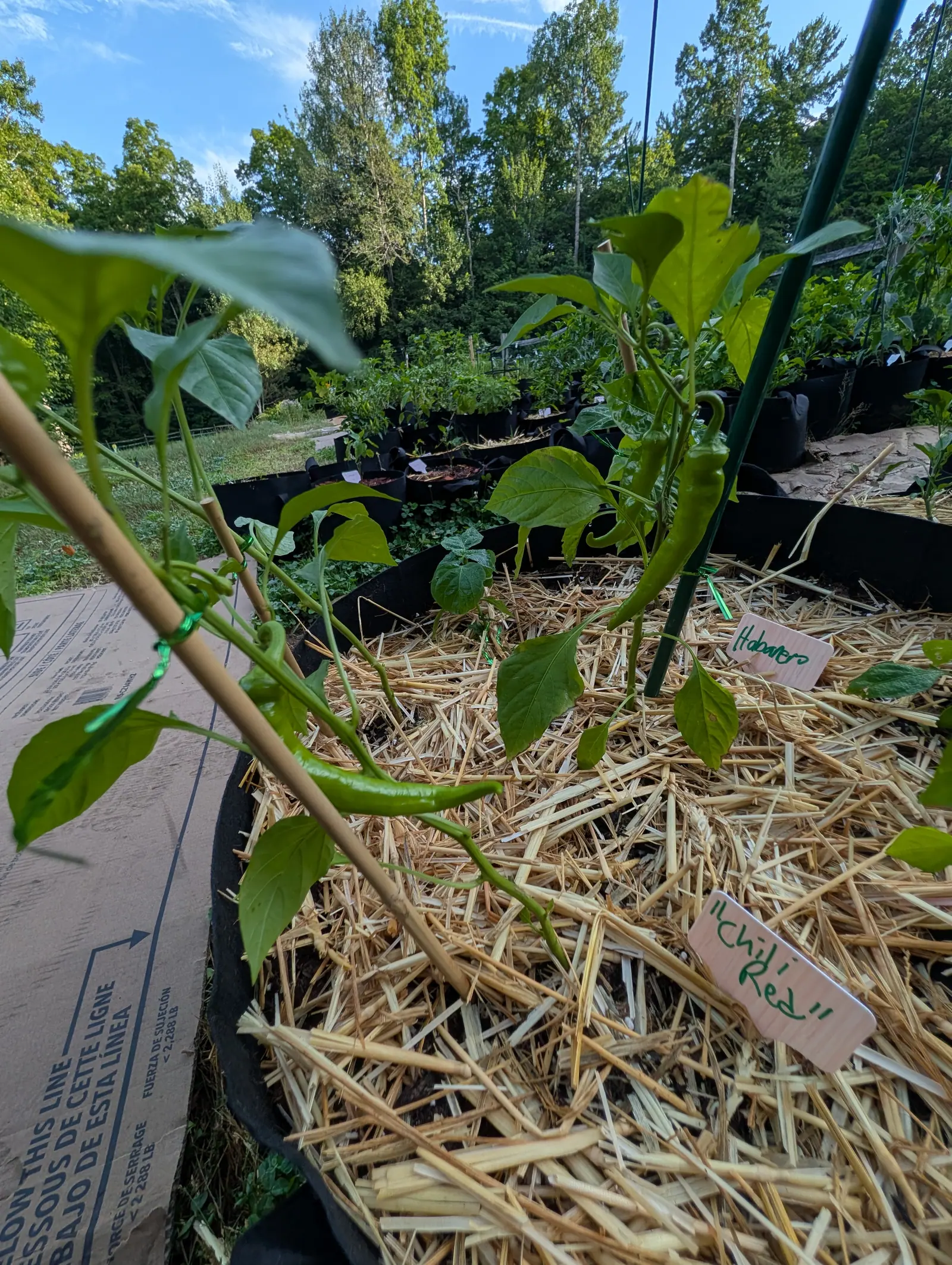 A slender green pepper hanging over straw mulch beside a bamboo cane, handwritten labels pushed into the same bed, with black grow bags and woodland behind.