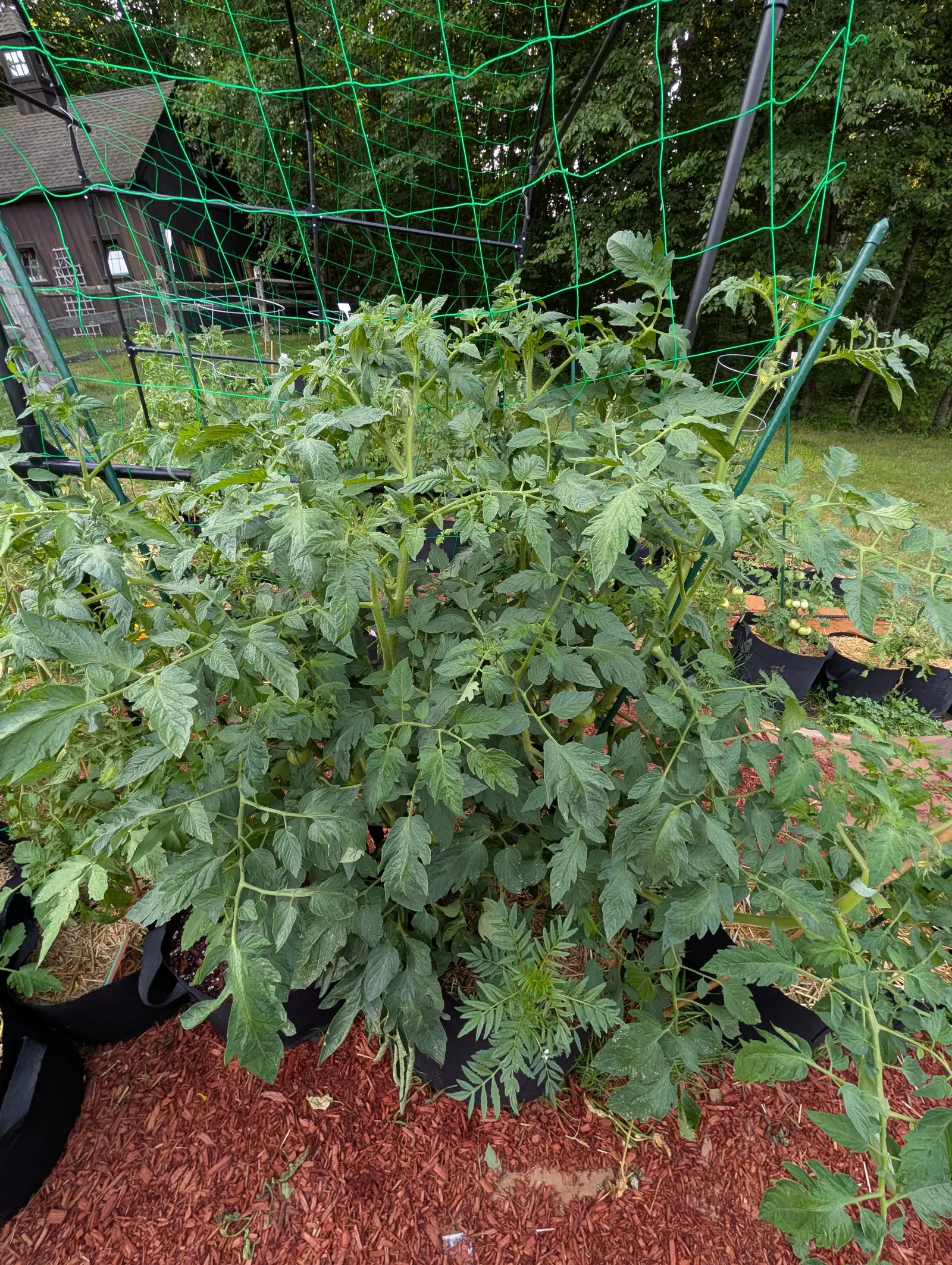 A large bushy tomato plant filling black fabric grow bags under a green trellis net, red-orange mulch below, with a mown lawn, a fence and a dark barn behind.