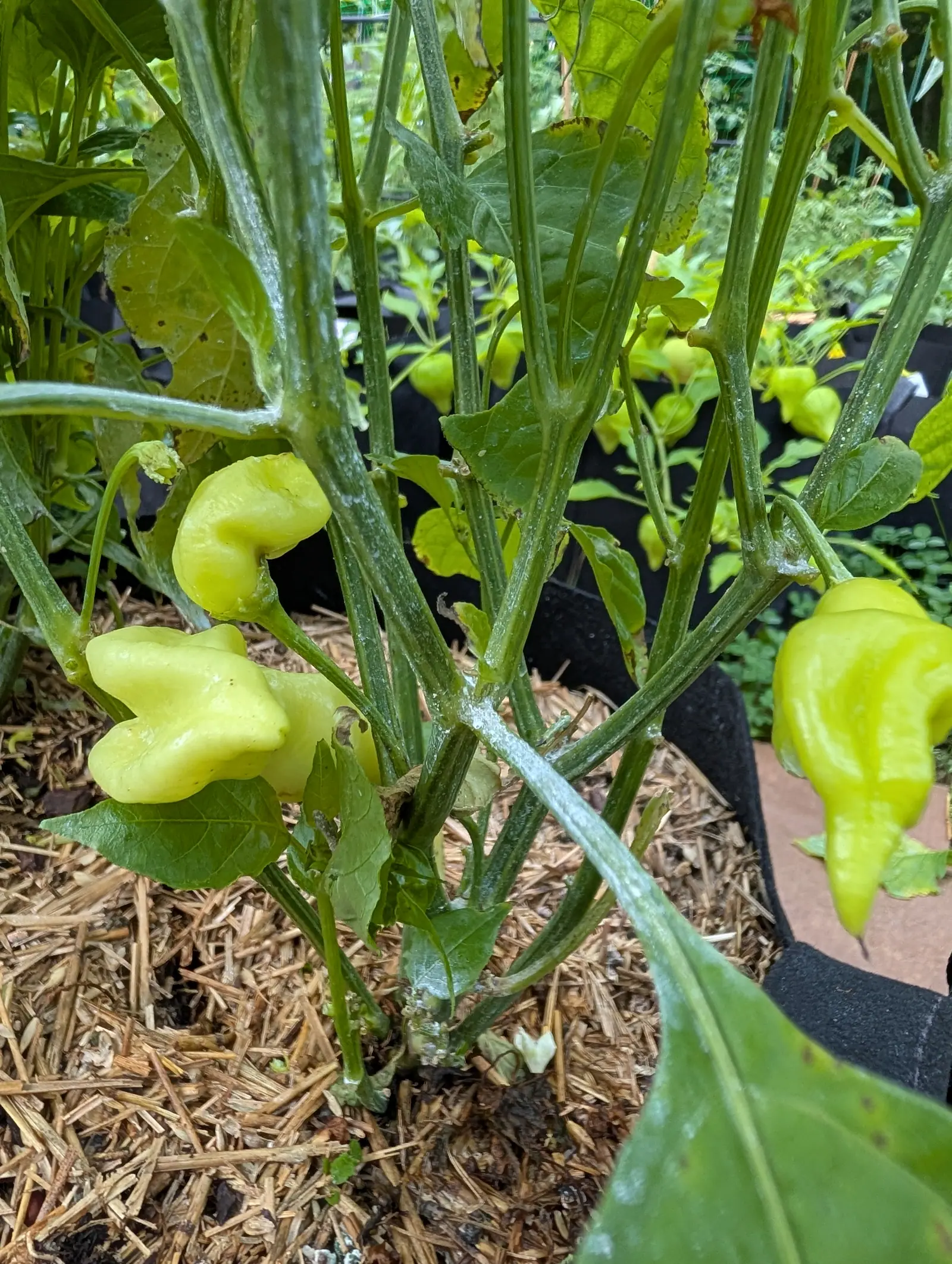 Three pale yellow peppers with crumpled shoulders hanging on a kaolin-dusted plant, straw mulch below and black fabric grow bags and a paved edge behind.
