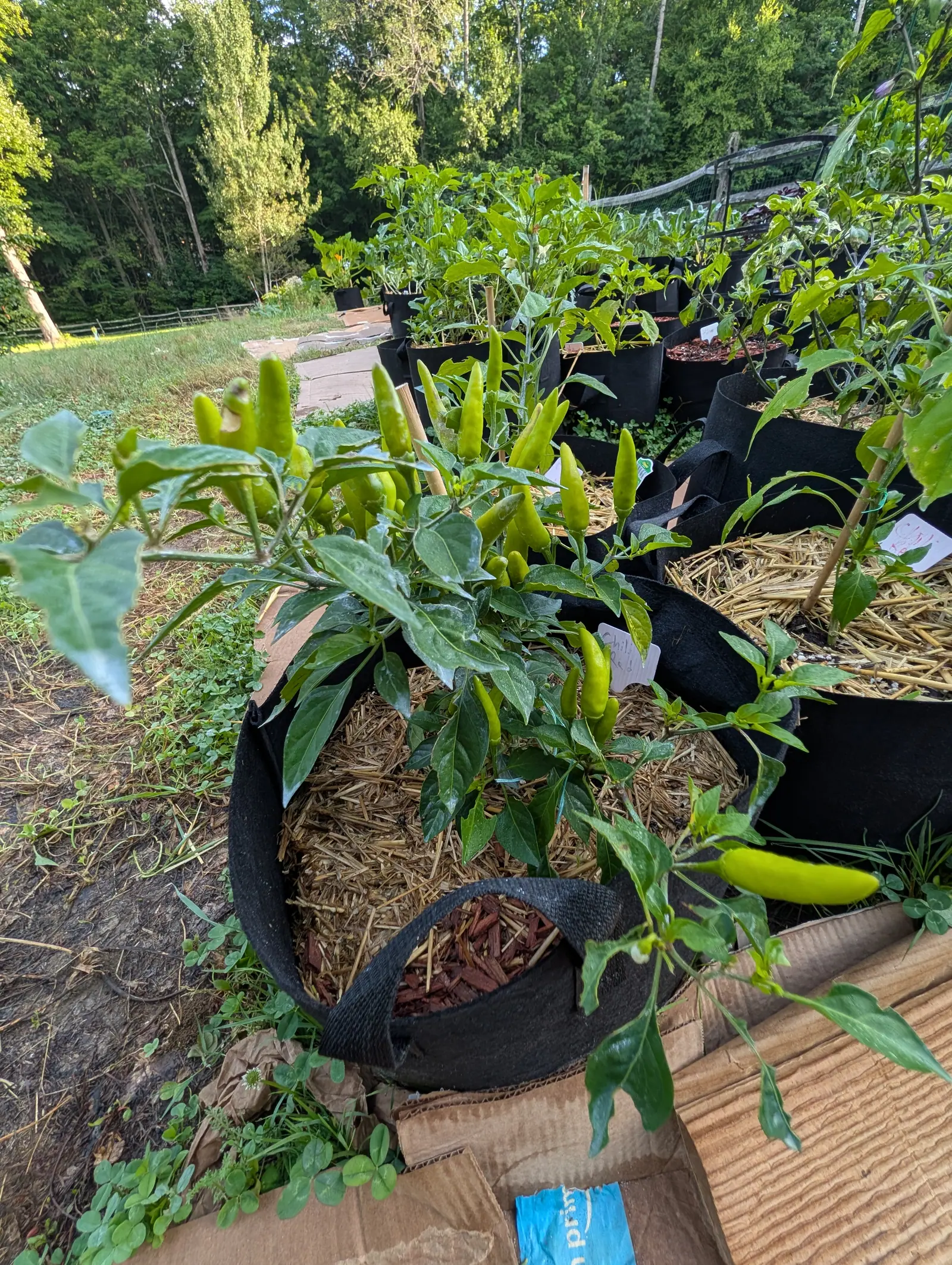 A pepper plant crowded with slender green chillies pointing upward from a black fabric grow bag of straw mulch, flattened cardboard at its foot, more grow bags and woodland beyond.