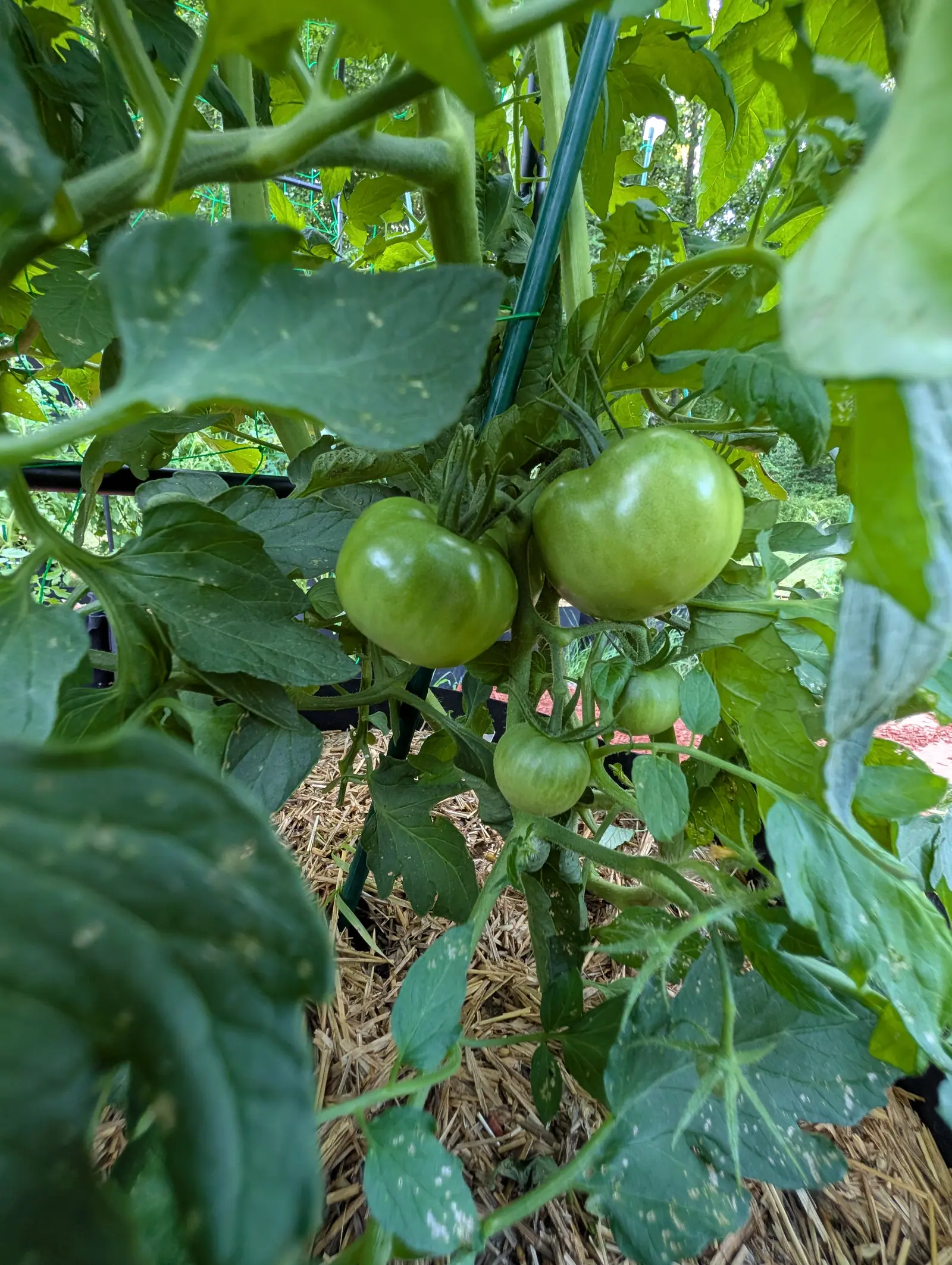 Four round green tomatoes on a truss among broad leaves, two large and two still small, a green metal stake rising behind them and straw mulch spread below.