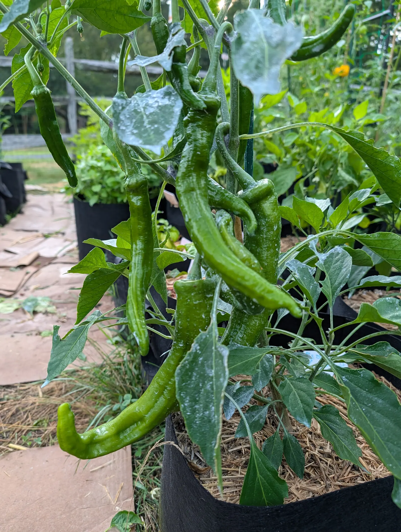 Long curved green peppers hanging from a plant in a black fabric grow bag, its leaves streaked with white kaolin, a flagstone path and a split-rail fence beyond.