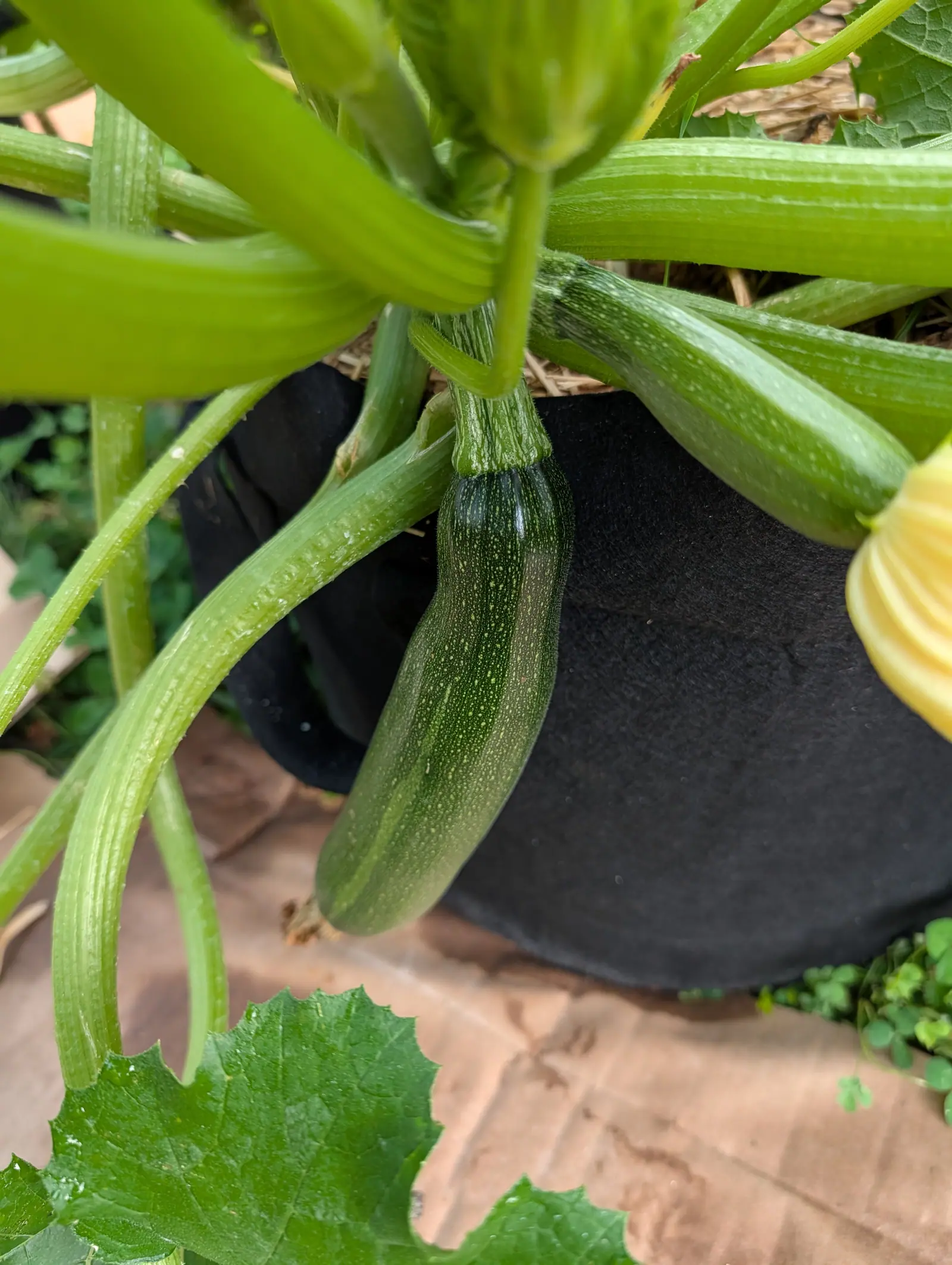 A young dark green zucchini hanging from thick ribbed stems over the rim of a black fabric grow bag, a yellow squash blurred at the right and red paving below.