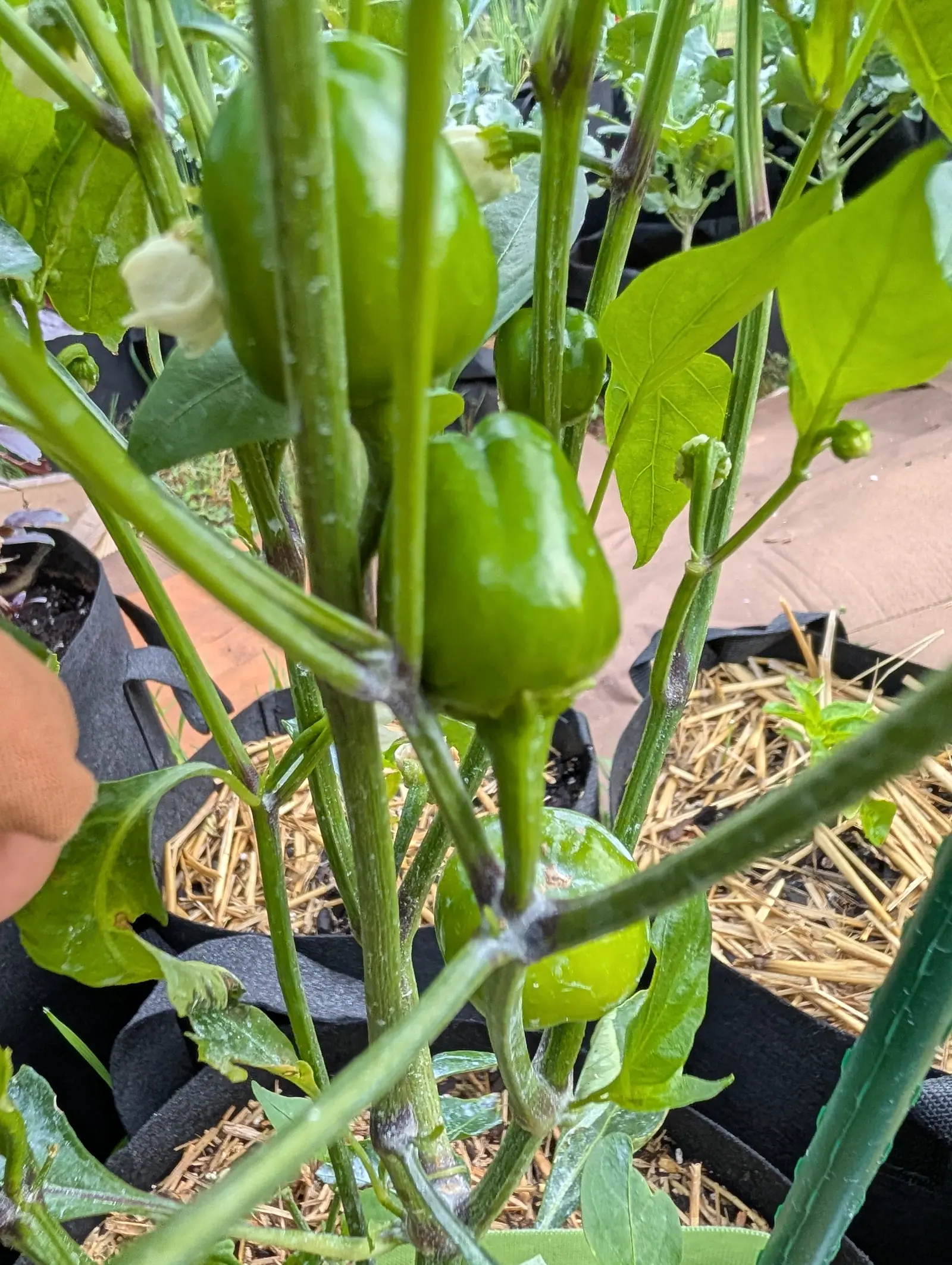 Small green bell peppers and several white flowers on a plant standing between black fabric grow bags, straw mulch below, with a hand at the edge of the frame.