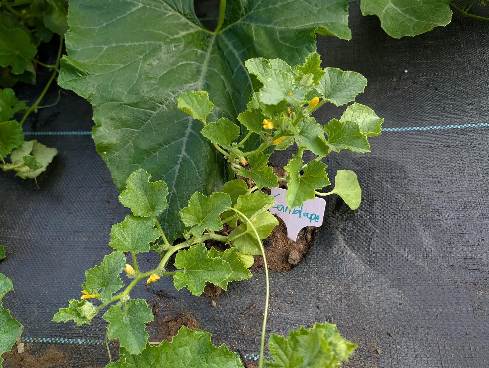 A young cantaloupe plant spreading through a slit in black woven ground fabric, lobed leaves and small yellow flowers, a handwritten label beside it.