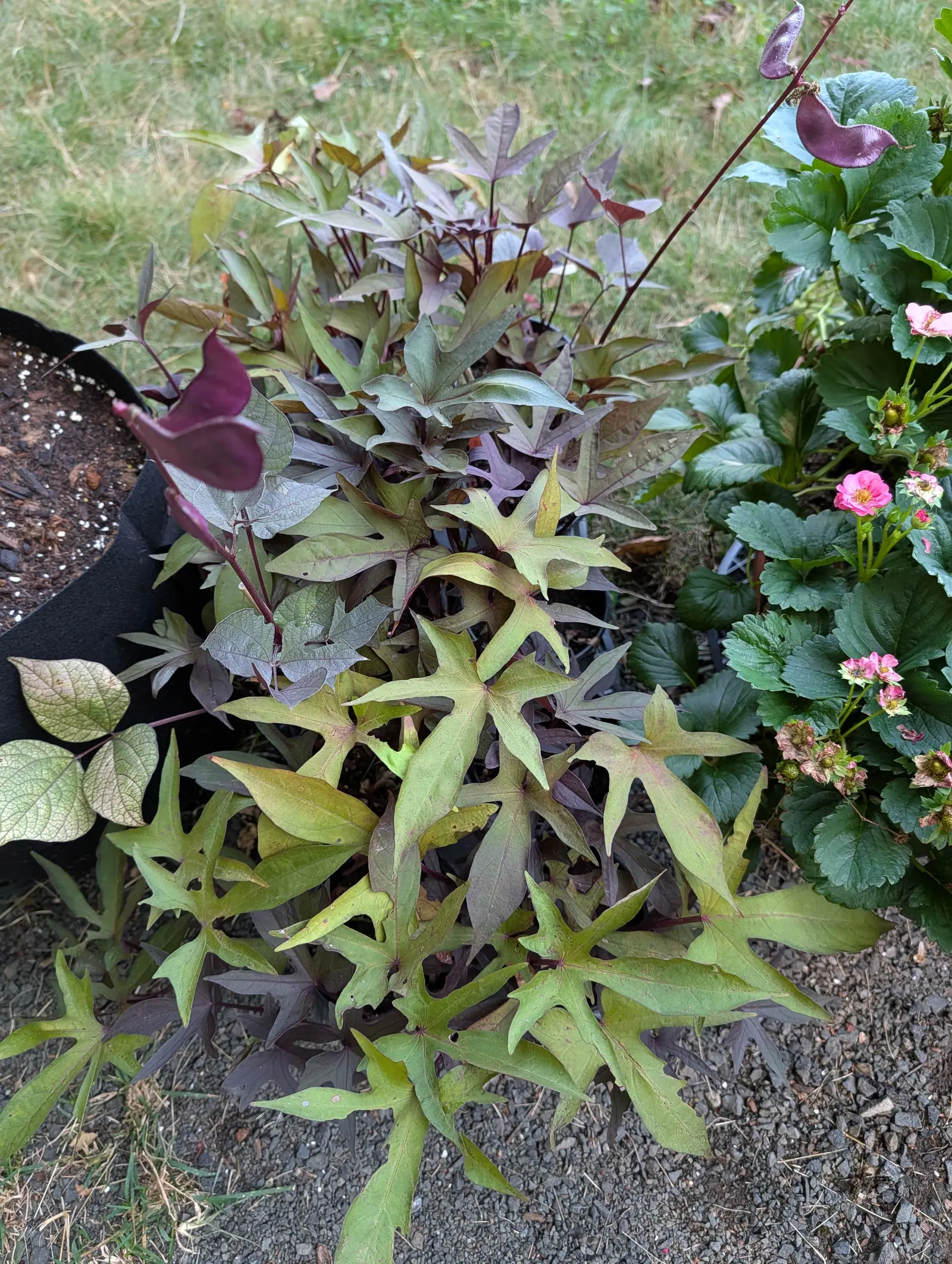 A spreading mass of pointed, deeply lobed leaves shading from lime green to deep purple on trailing purple stems, growing out of a black fabric bag over gravel. Strawberry plants in flower and a purple bean pod are at the right edge.