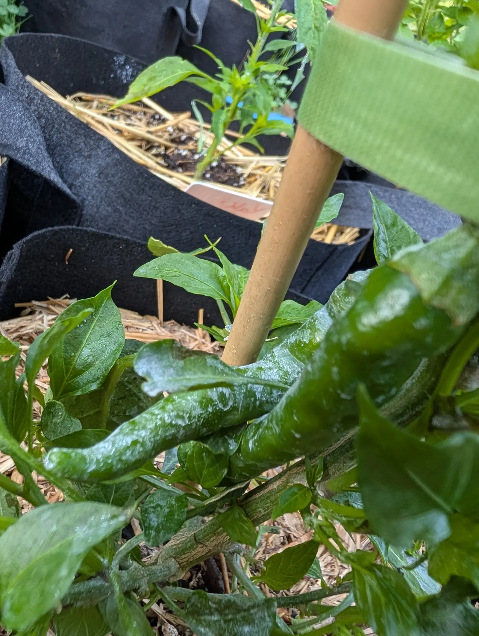 A long glossy dark green pepper curving over straw mulch beside a bamboo cane bound with a green tie, black fabric grow bags and a white label behind.