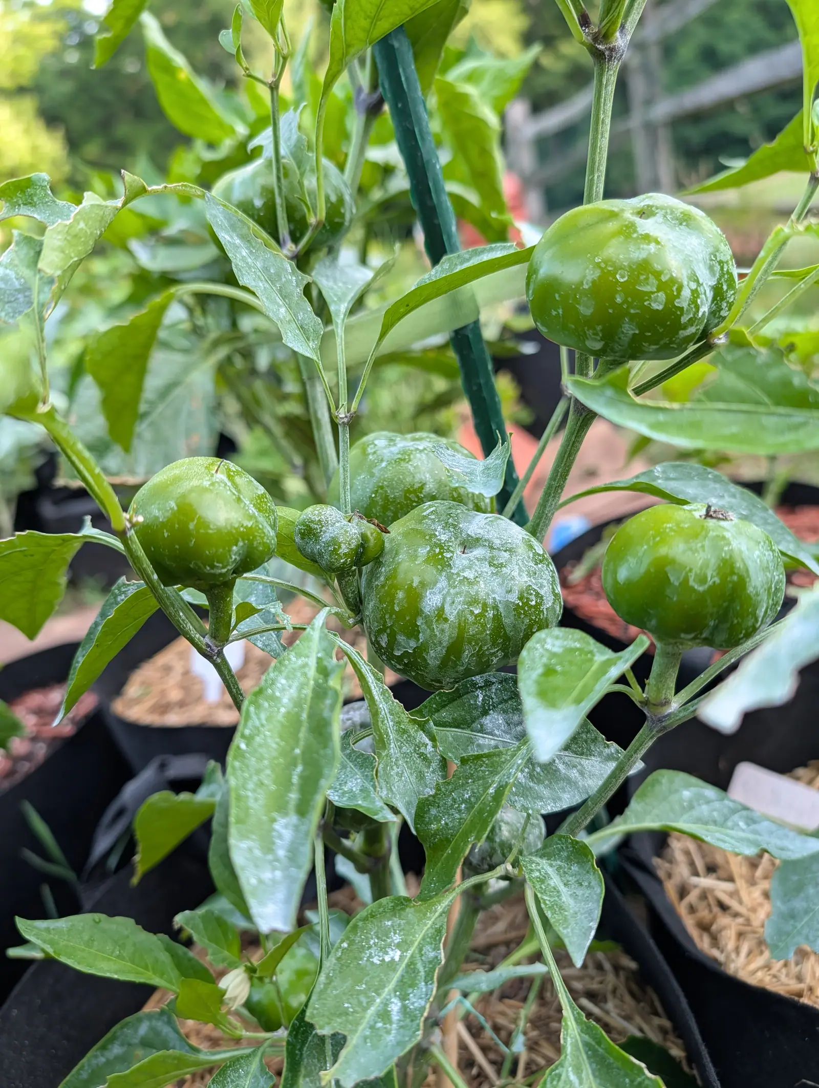Round green cherry-type peppers dusted with white kaolin on a plant beside a green metal stake, black fabric grow bags and red-orange mulch behind.