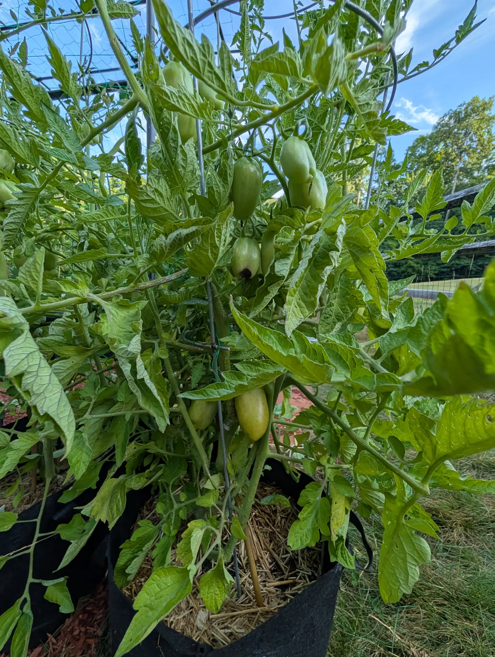 A tall tomato plant in a black fabric grow bag carrying clusters of long green plum tomatoes, straw mulch at its base, with a wire support and blue sky behind.