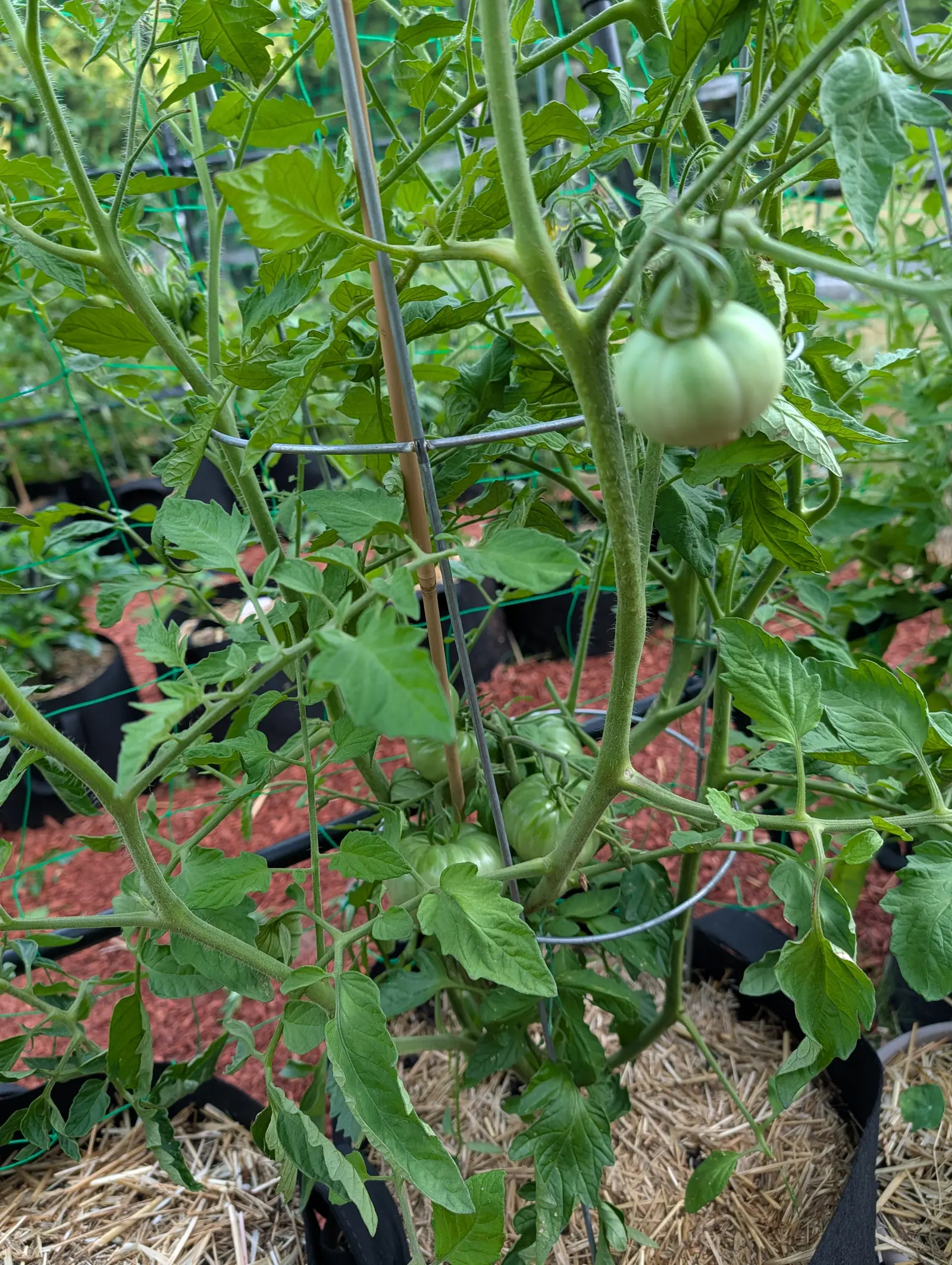 A large ribbed pale green tomato hanging inside a wire cage, foliage crowding around it, with red-orange mulch and black grow bags blurred behind.