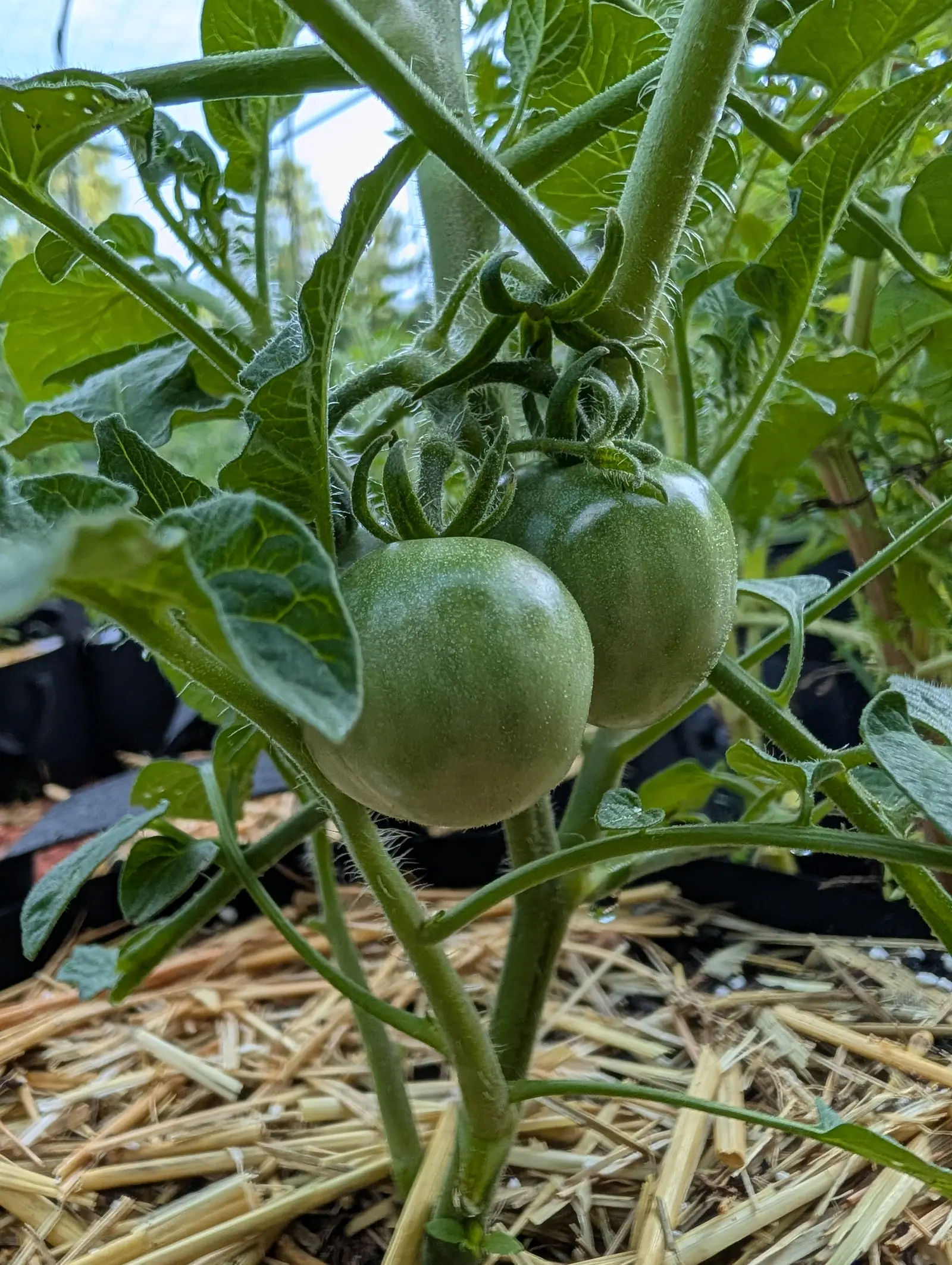 Two round green tomatoes on a hairy stem, straw mulch spread below and black fabric grow bags behind, sky showing through the leaves above.