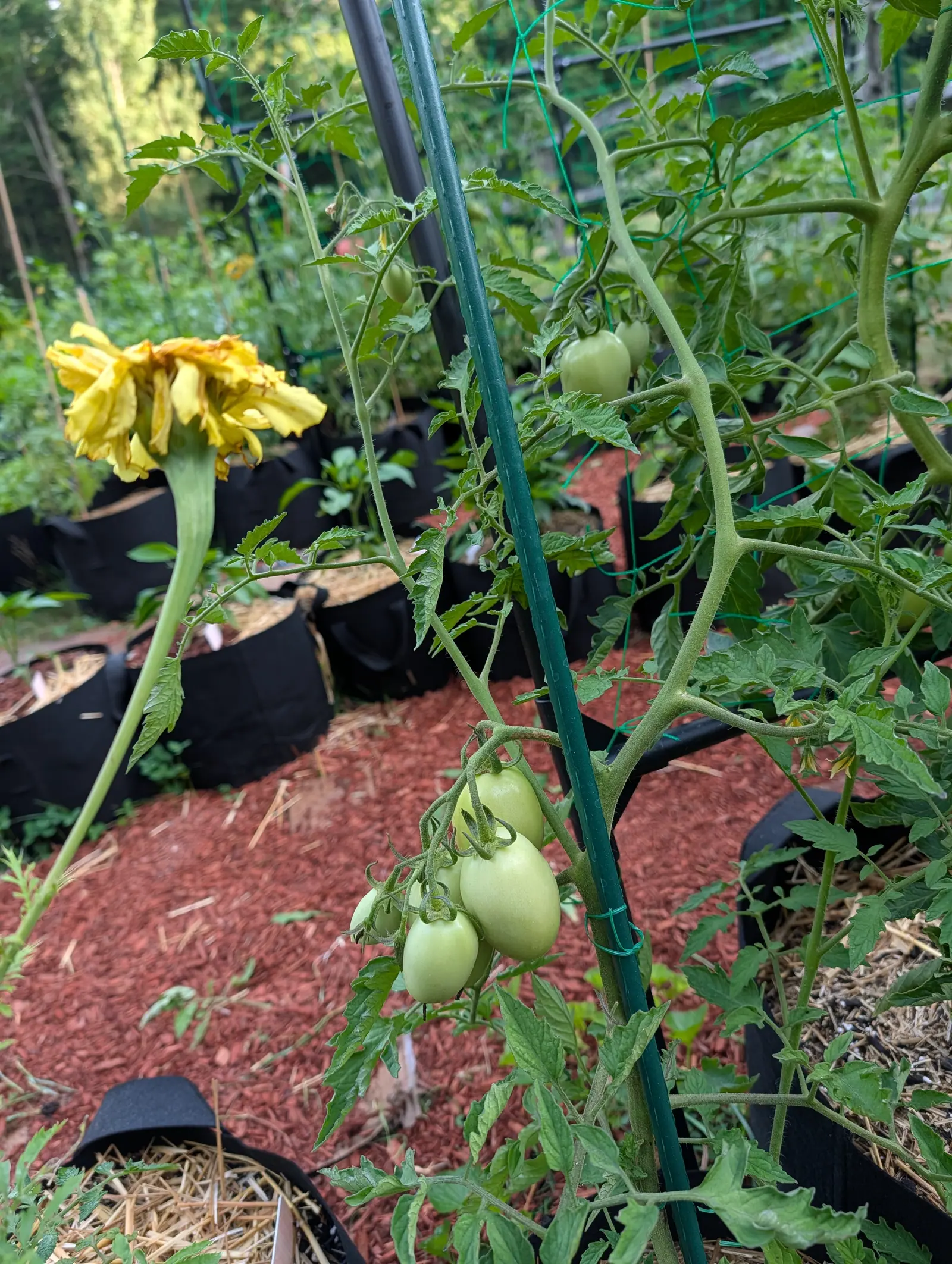 Small green plum tomatoes hanging on a truss beside a green metal stake, a spent yellow marigold at the left, with red-orange mulch and black grow bags behind.