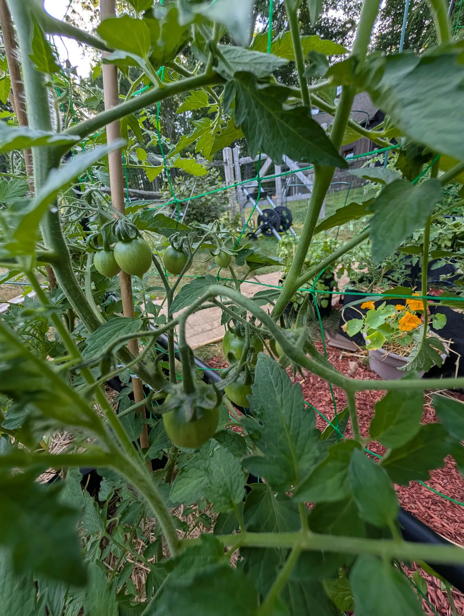 Green tomatoes ripening among leaves and green support twine, a bamboo cane rising through the plant, with orange nasturtiums and a split-rail fence beyond.
