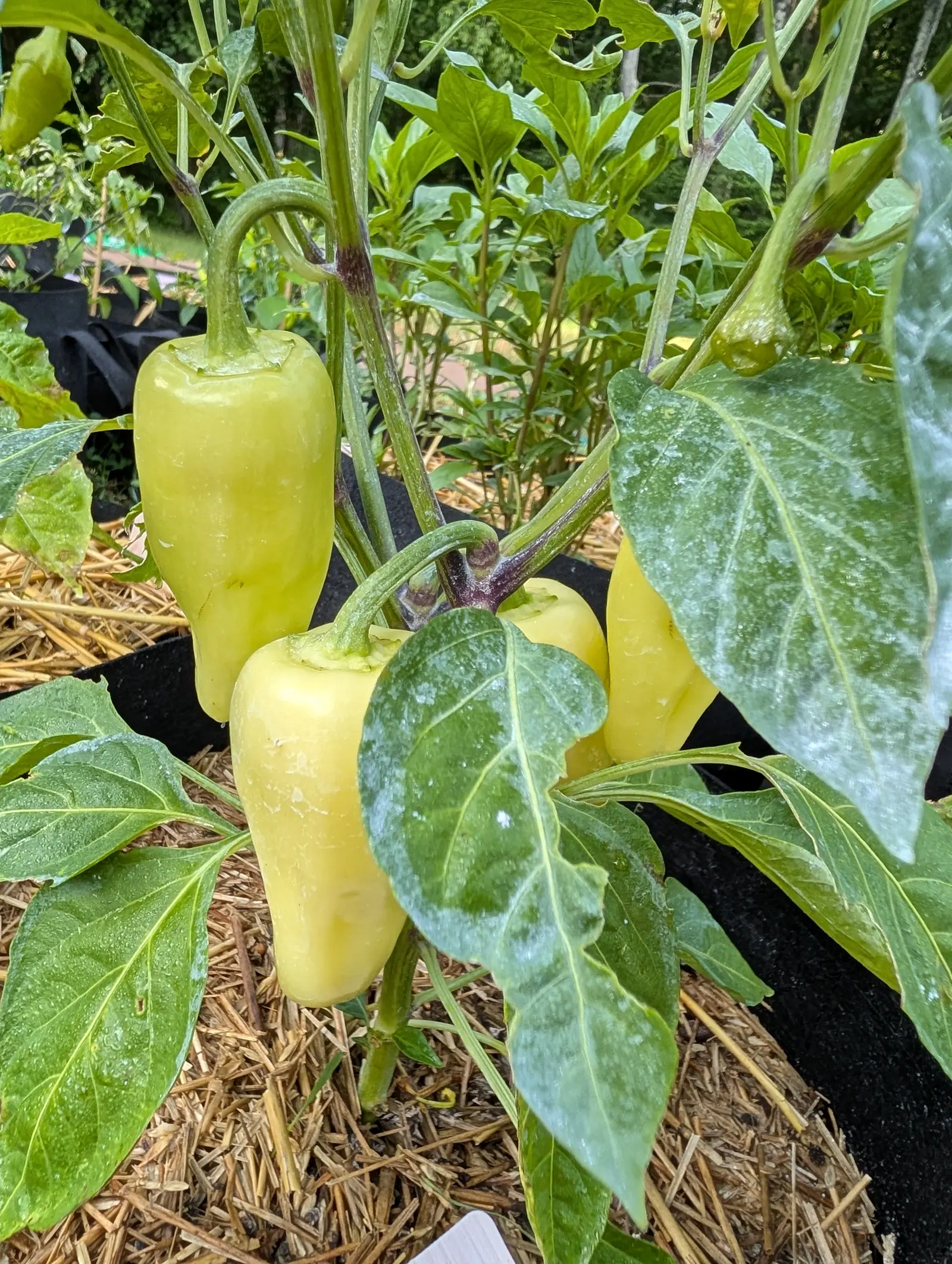 Several pale creamy-yellow peppers tapering to blunt points on a kaolin-dusted plant, straw mulch below and a black fabric grow bag behind.