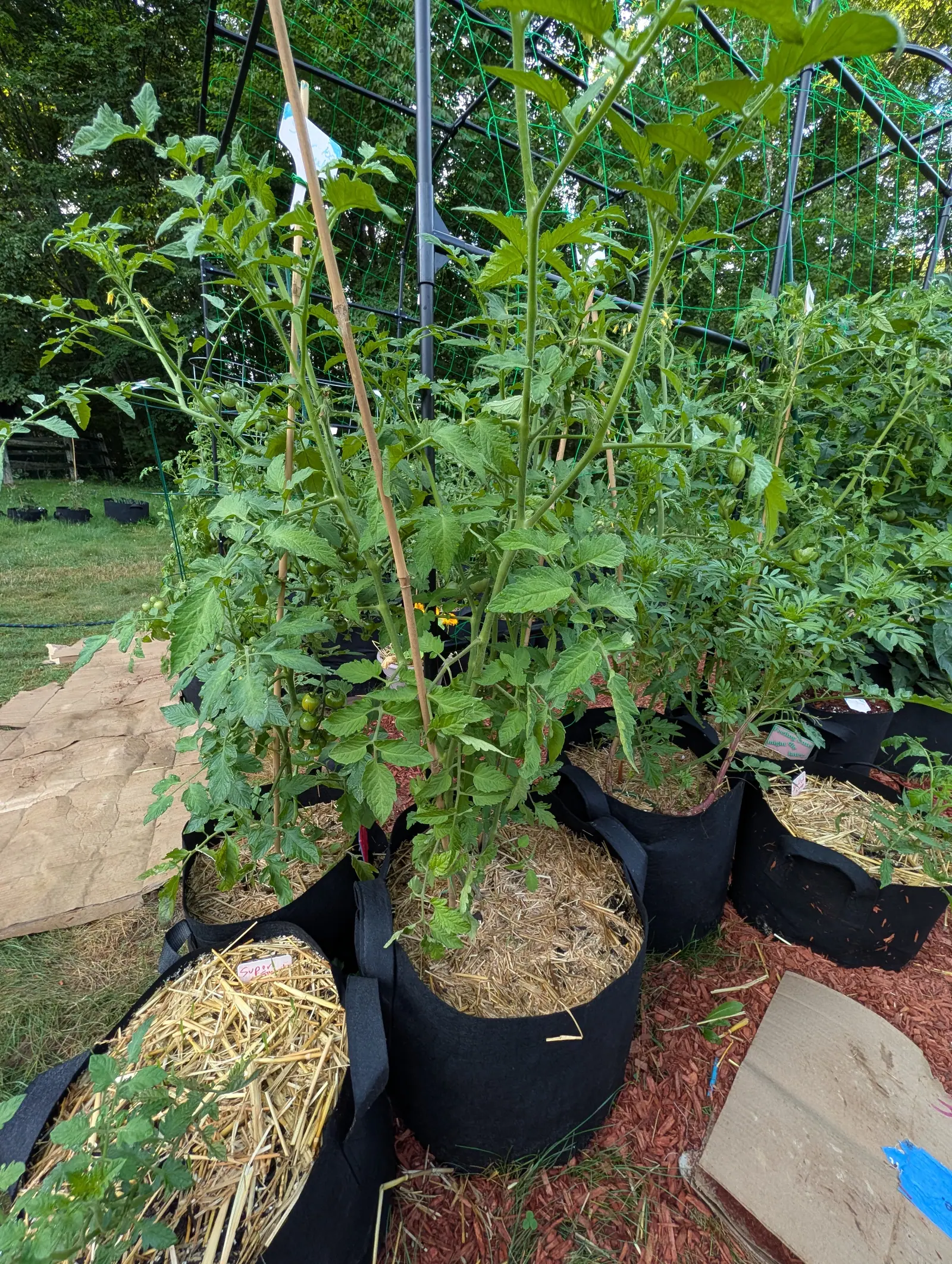 A tall tomato plant in a black fabric grow bag of straw mulch tied to a bamboo cane, standing under a black metal frame strung with green netting, cardboard and red bark below.