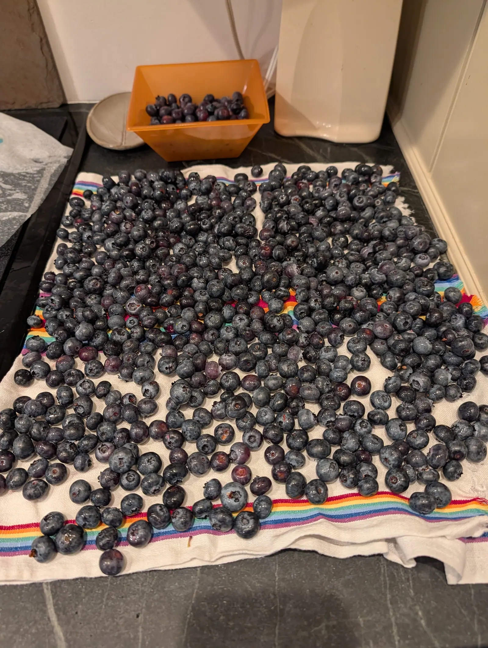 Blueberries spread out in a single layer to dry on a rainbow-striped tea towel on a dark worktop, an orange plastic punnet of more berries behind.