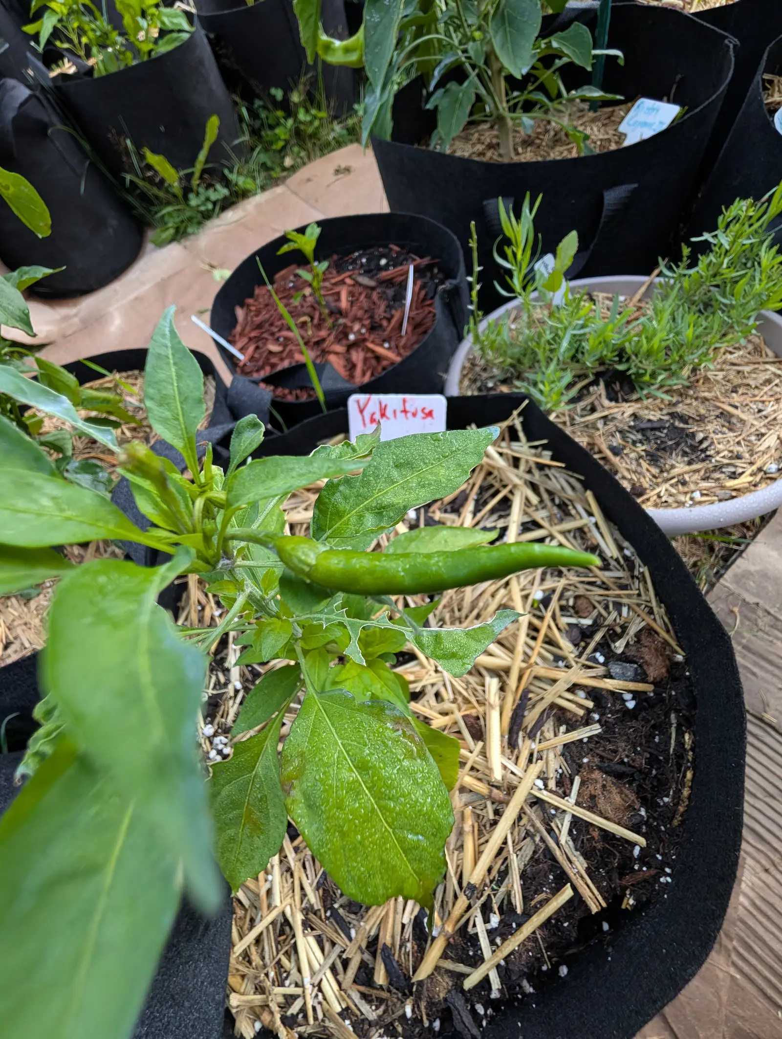 A young pepper plant in a black fabric grow bag of straw mulch bearing one slender green chilli, a label written in red marker at the rim and a pot of red bark behind.