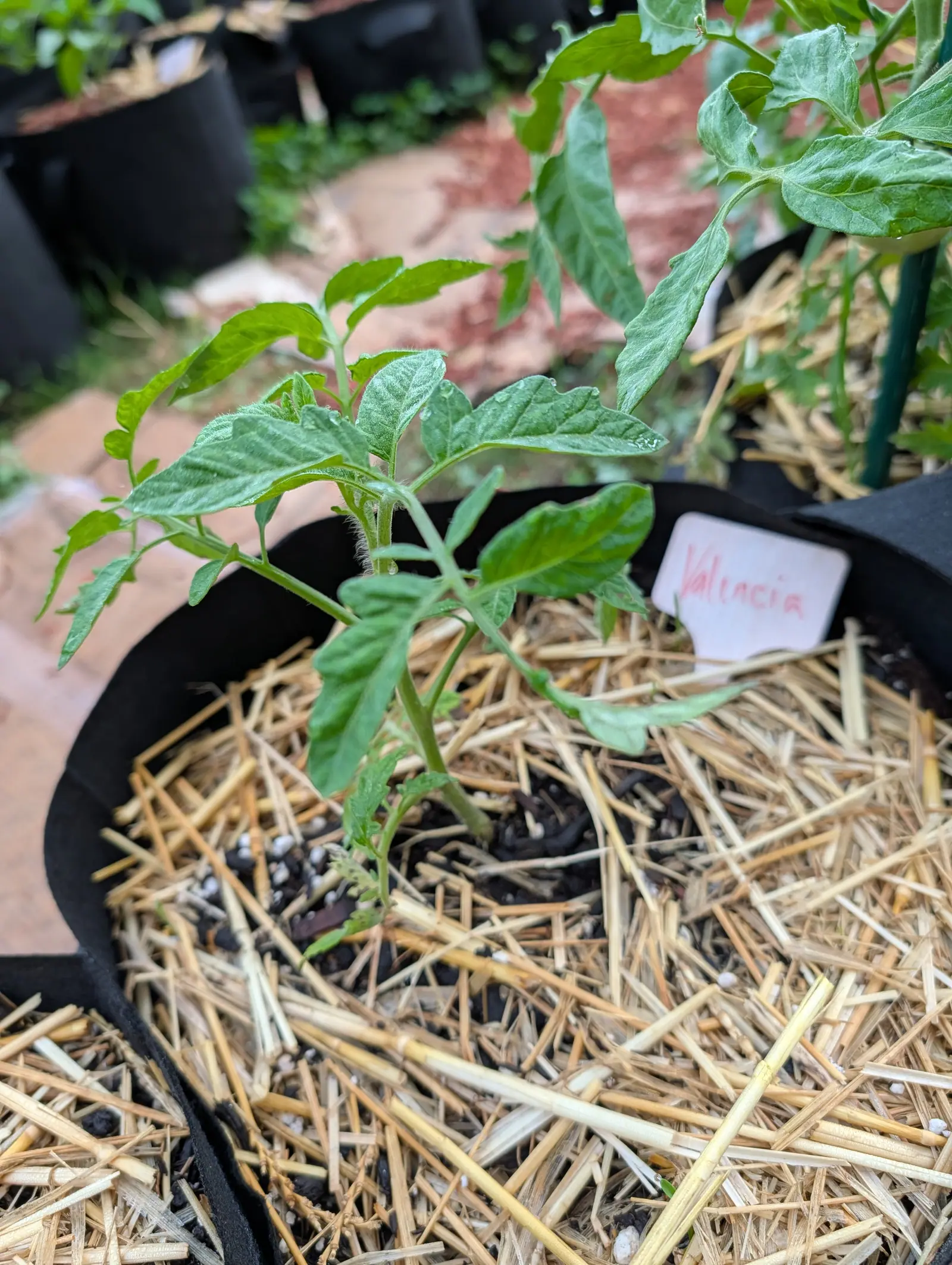 A small tomato plant in straw mulch in a black fabric grow bag, a handwritten label propped at its side, with paving and other pots behind.