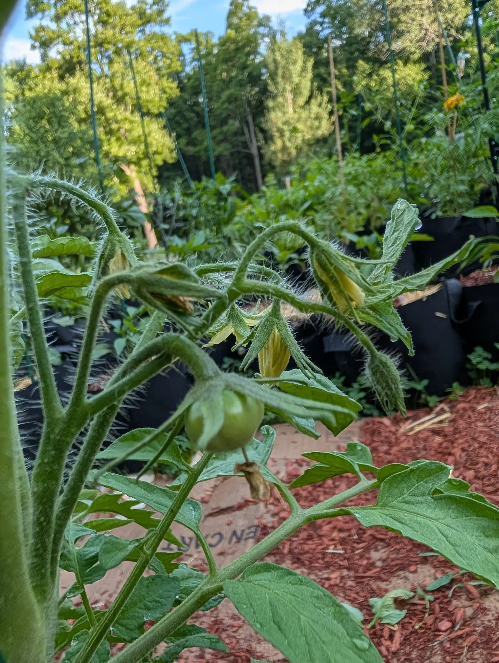 A tomato truss carrying one small green fruit and several yellow flowers on hairy stems, with black grow bags, red-orange mulch and woodland under blue sky behind.